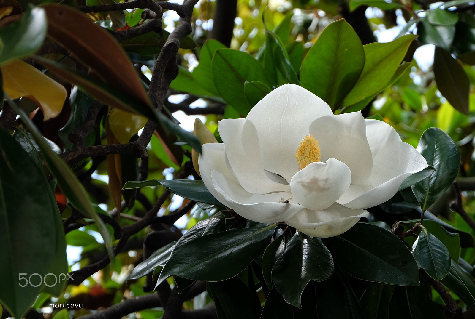 Fujifilm XC 16-50mm F3.5-5.6 OIS sample photo. Sensuality and passion photography