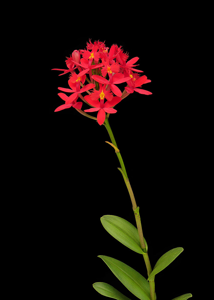 Panasonic Lumix DMC-GM1 sample photo. Epidendrum photography