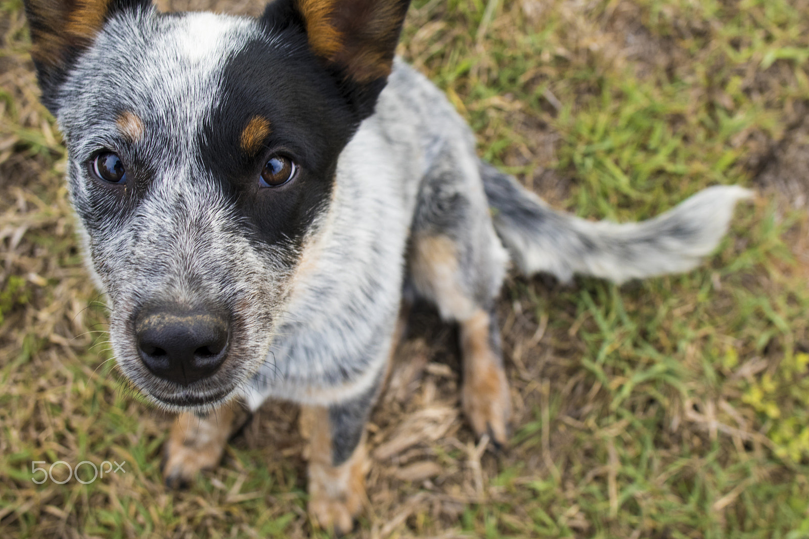 Canon EOS 80D + Canon EF 24mm F2.8 IS USM sample photo. Random dog photography