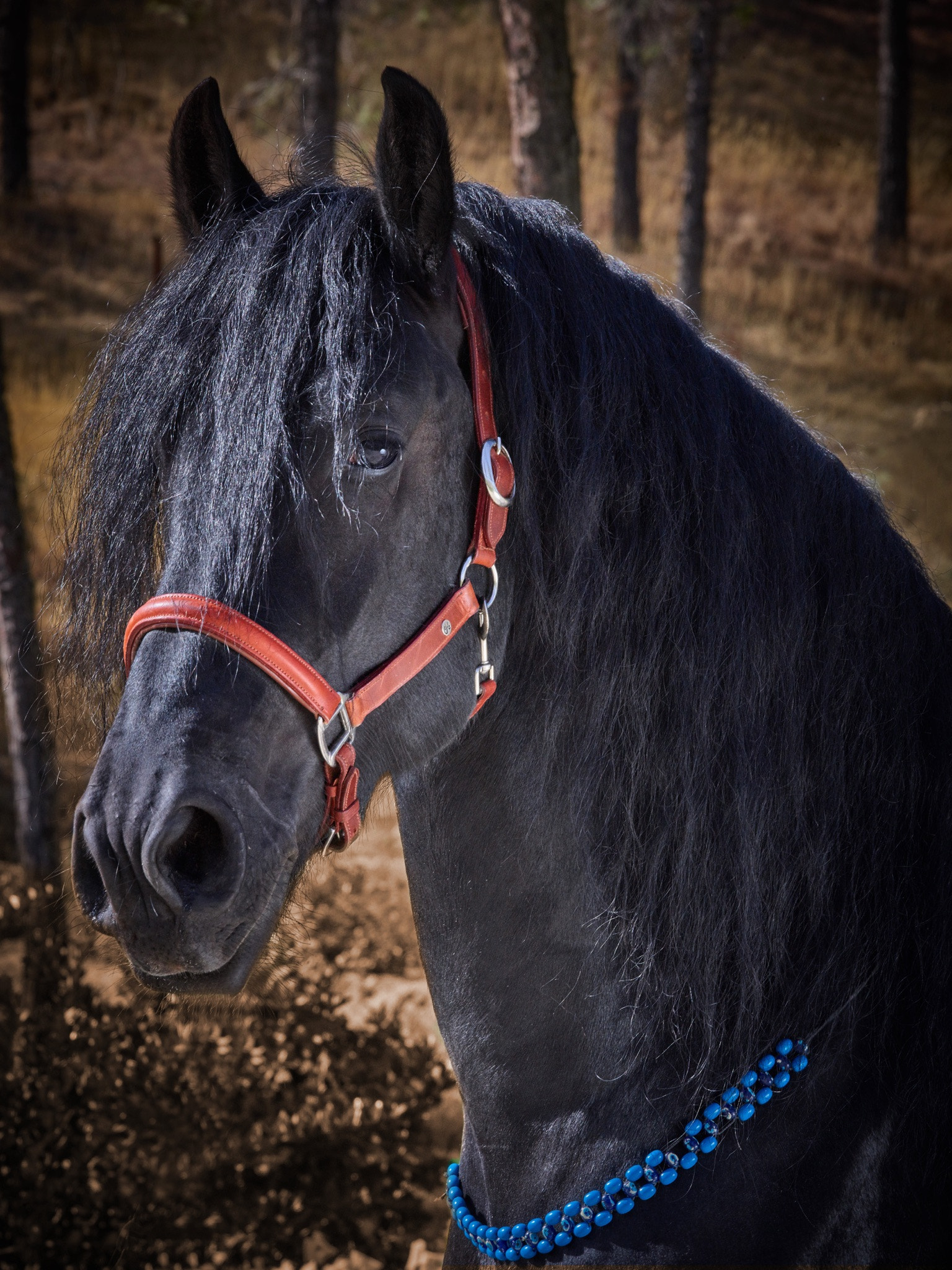 Schneider LS 240mm f/4.5 sample photo. Horse portrait photography