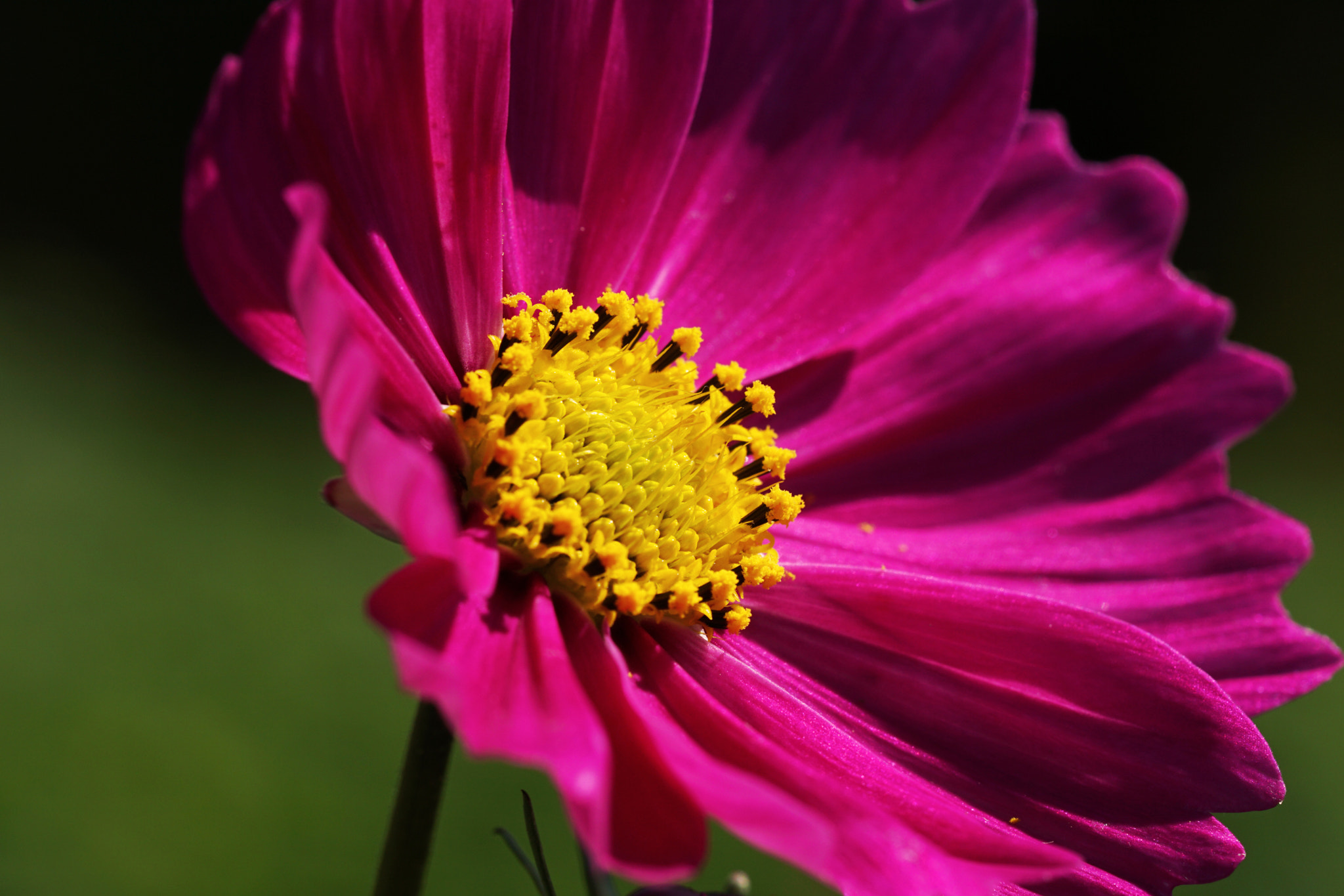 Sony a6000 + Sony FE 90mm F2.8 Macro G OSS sample photo. Cosmos flowers photography
