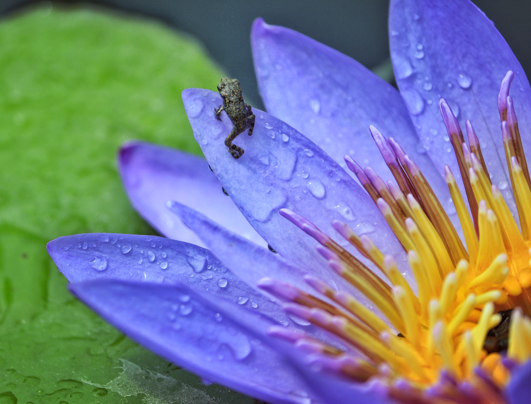 Canon EF-S 55-250mm F4-5.6 IS II sample photo. **beauty in miniature** photography