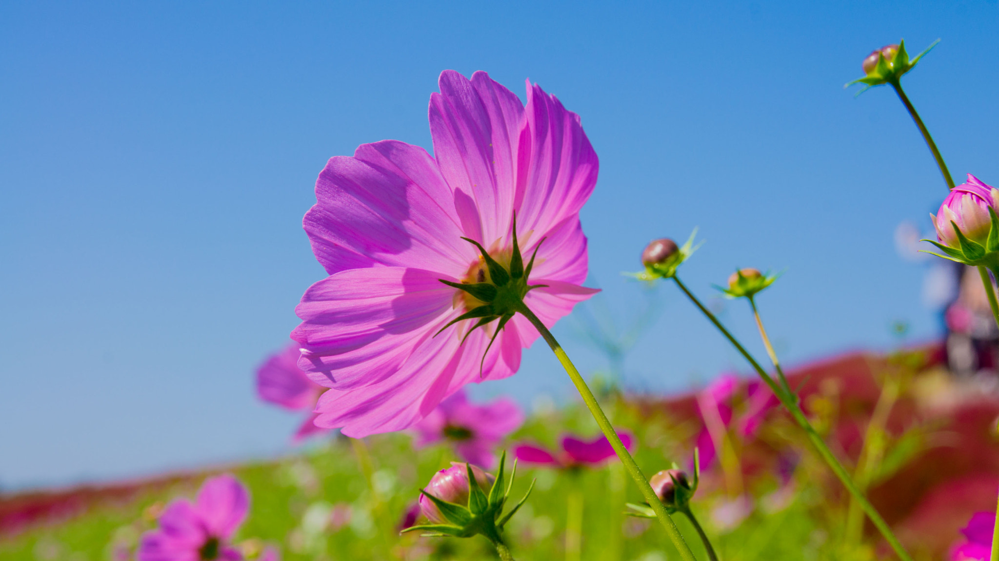 Sony SLT-A55 (SLT-A55V) + Tamron AF 28-105mm F4-5.6 [IF] sample photo. Cosmos photography