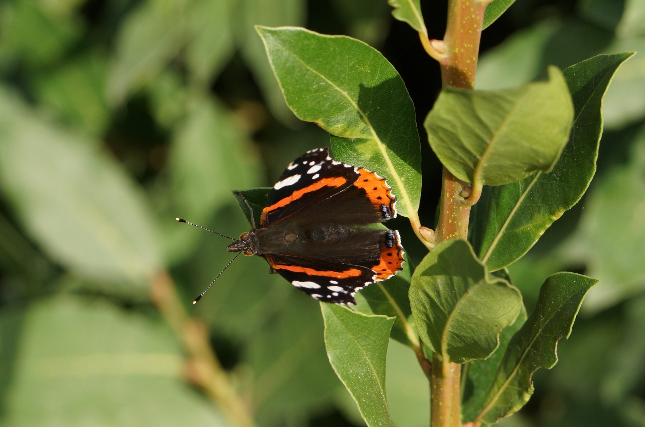 Sony SLT-A77 + Sony 70-400mm F4-5.6 G SSM sample photo. The butterfly photography