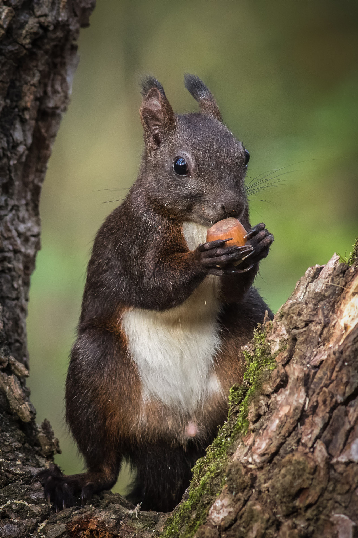 Canon EF 300mm f/2.8L sample photo. The little elf photography
