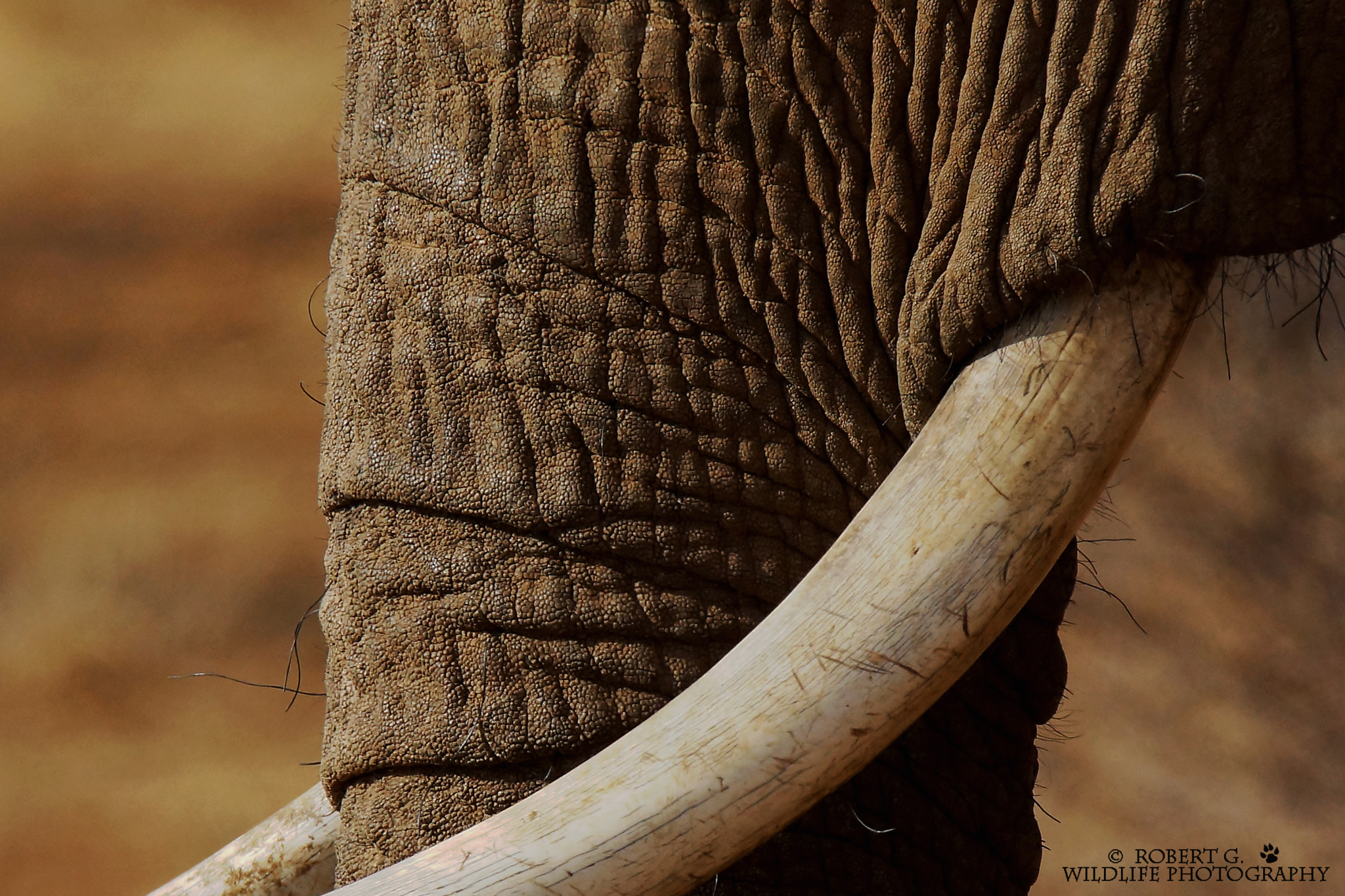 Sony SLT-A77 + Tamron SP 150-600mm F5-6.3 Di VC USD sample photo. Red elefant samburu 2016 photography