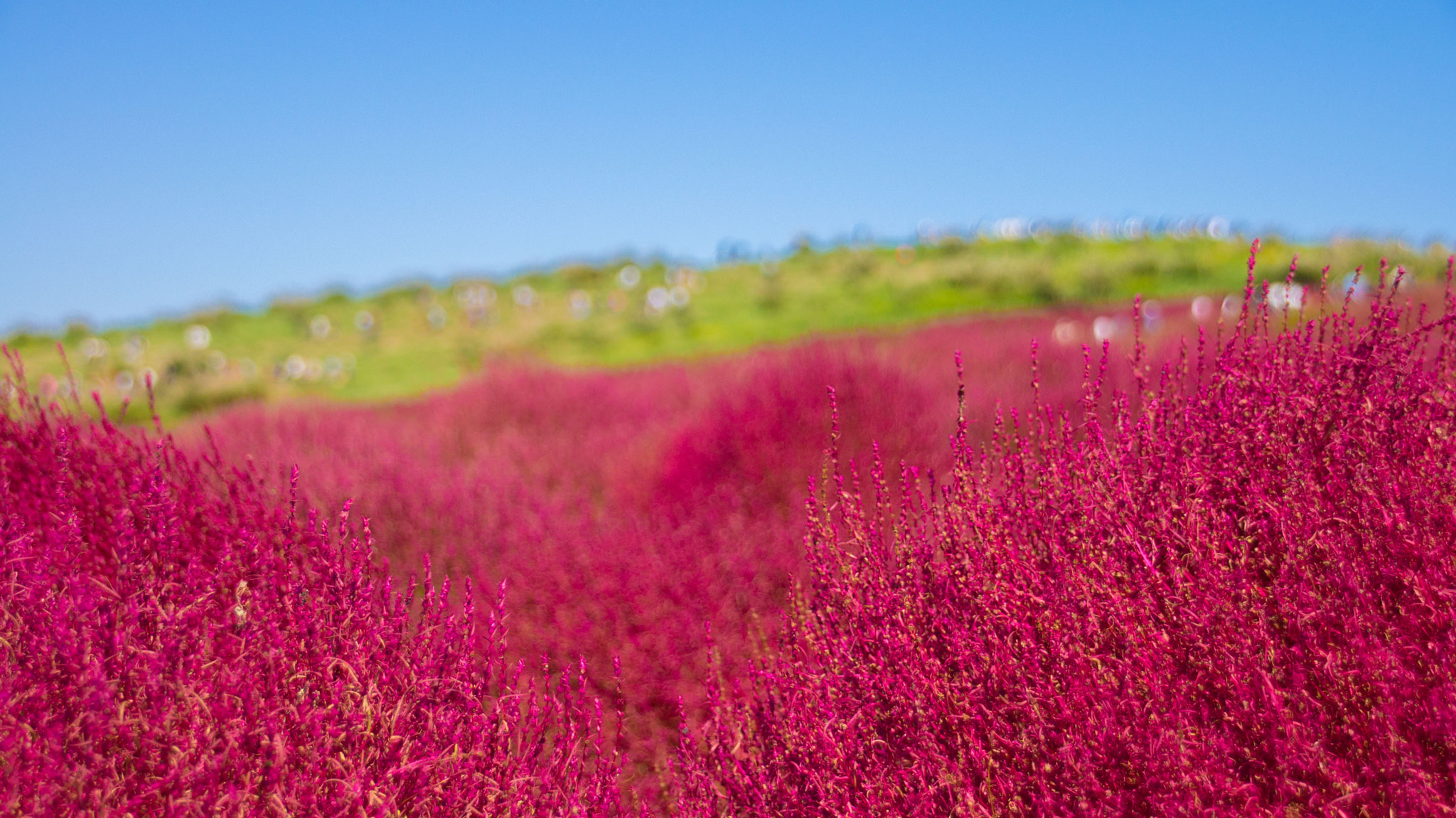 Sony SLT-A55 (SLT-A55V) sample photo. Kokia photography