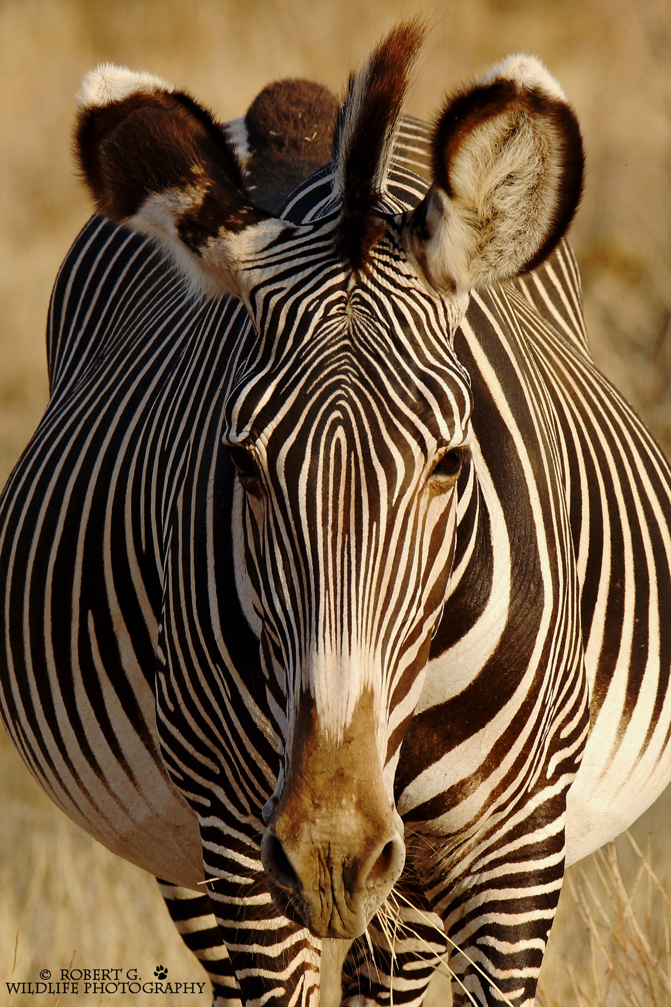 Tamron SP 150-600mm F5-6.3 Di VC USD sample photo. Grevy zebra samburu 2016 photography