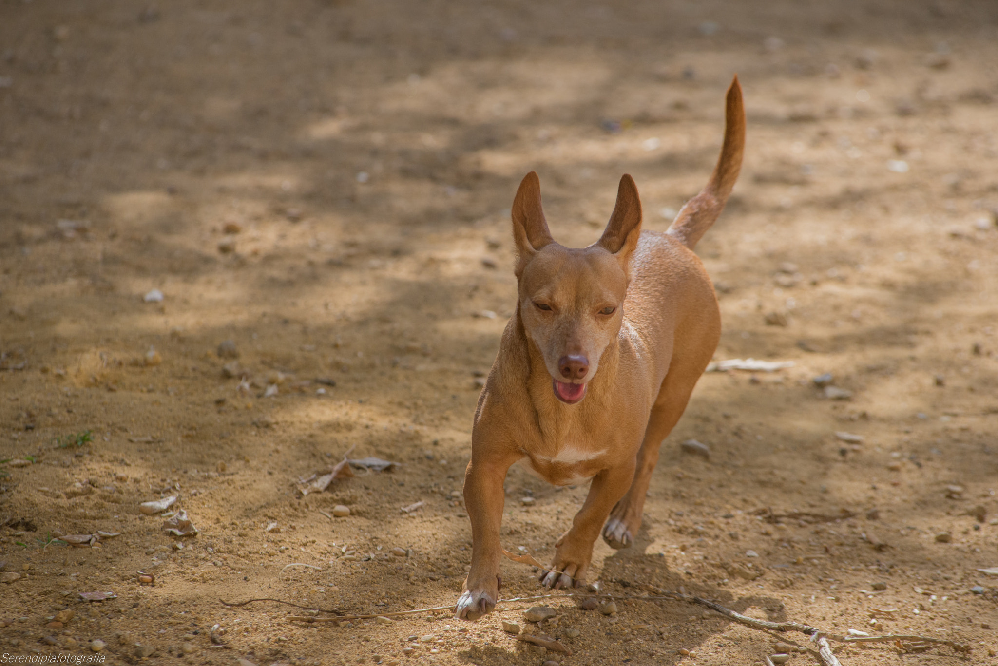 AF Zoom-Nikkor 80-200mm f/2.8 ED sample photo. Cms photography