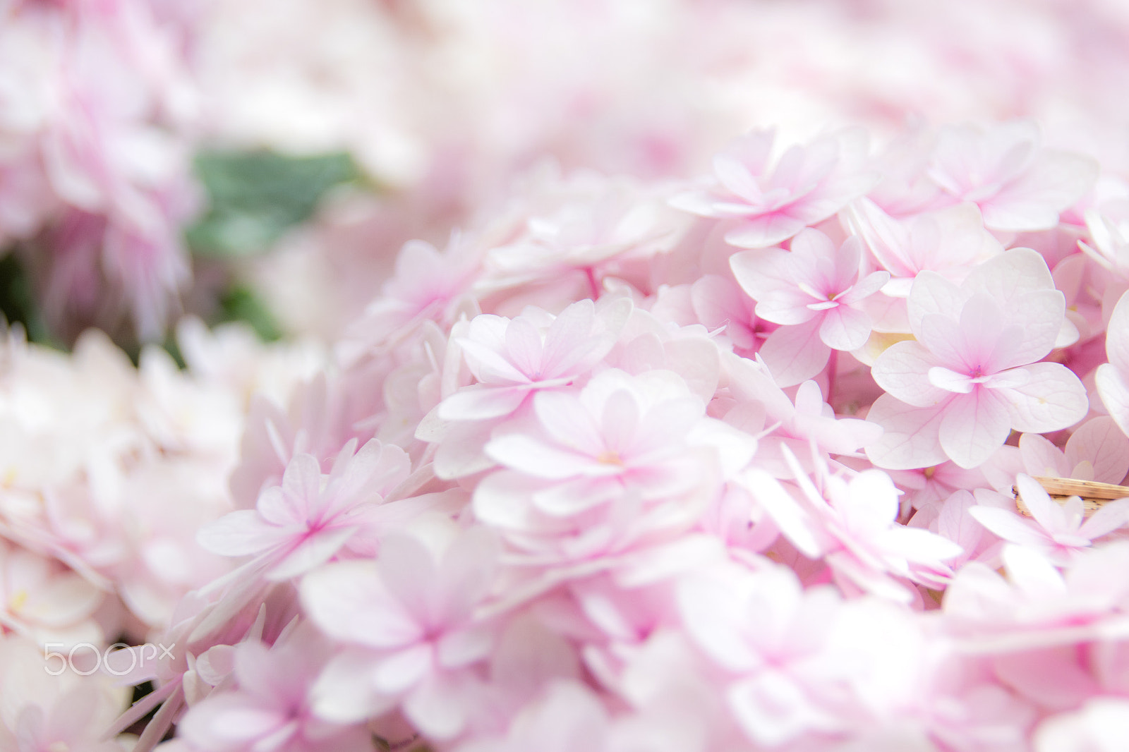 Sigma 18-250mm F3.5-6.3 DC OS HSM sample photo. Hydrangea photography