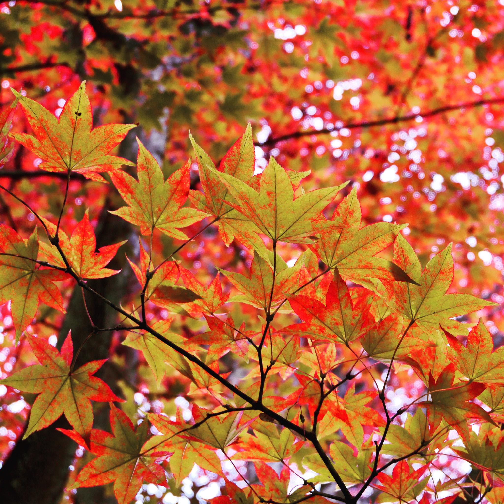 LUMIX G VARIO PZ 14-42/F3.5-5.6 sample photo. Gradation colours photography