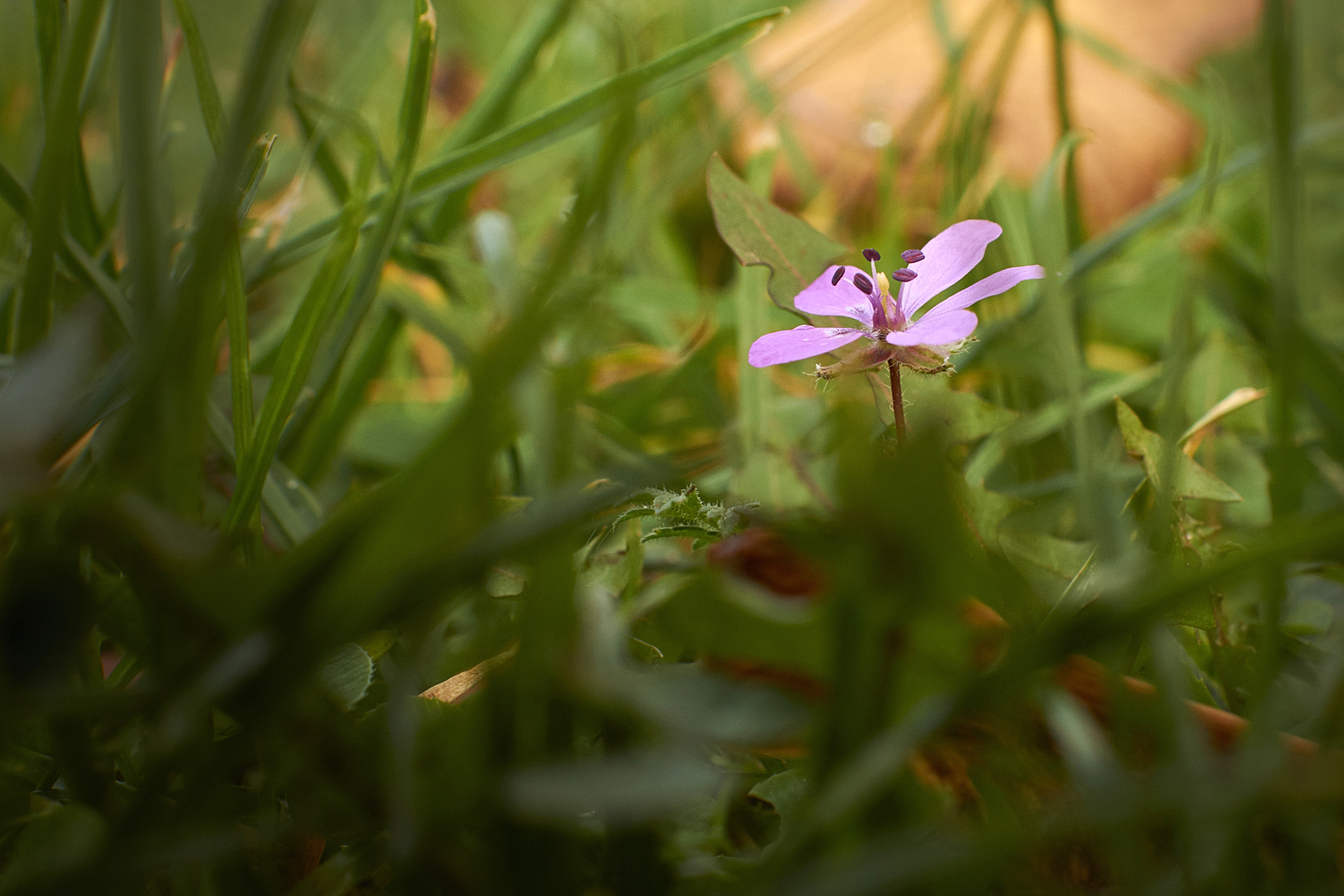 Sony SLT-A77 + Sony DT 35mm F1.8 SAM sample photo. Dsc photography