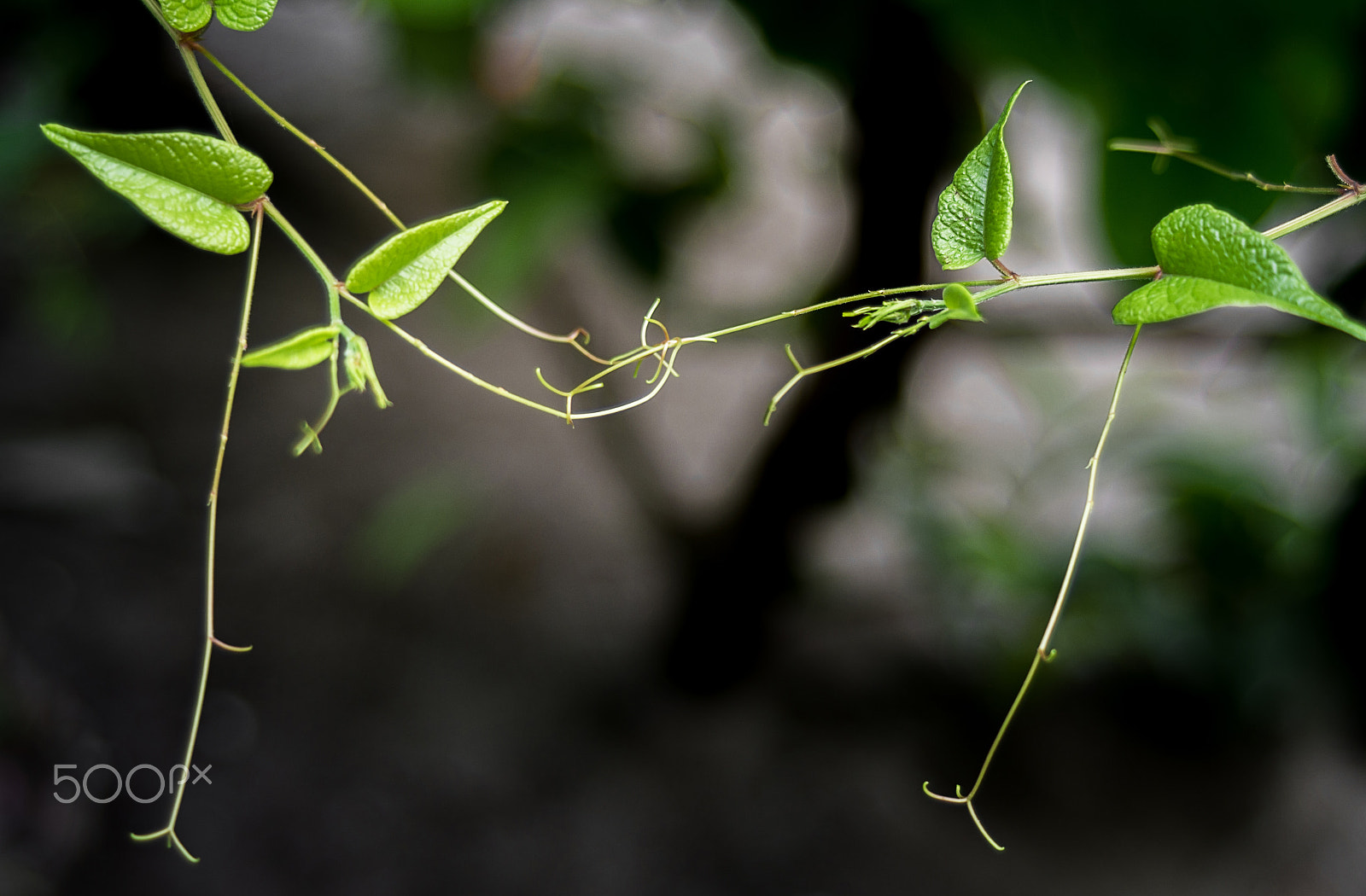 Nikon D7100 + AF Zoom-Nikkor 35-70mm f/3.3-4.5 sample photo. Connected photography