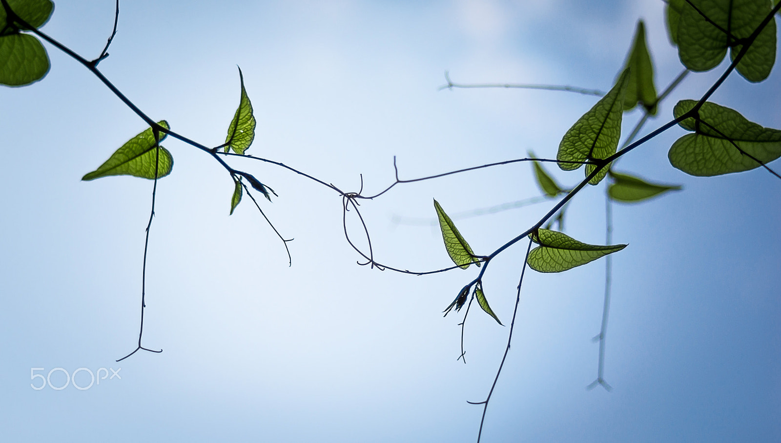 Nikon D7100 + AF Zoom-Nikkor 35-70mm f/3.3-4.5 sample photo. Connected photography