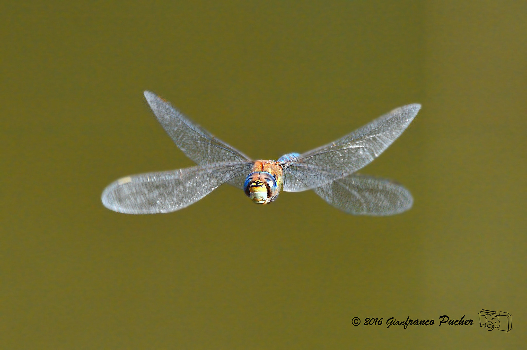 Nikon D4 sample photo. Dragonfly photography