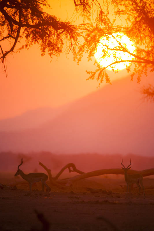 Nikon D3X + Nikon AF-S Nikkor 600mm F4G ED VR sample photo. Sundowner, mana pools national park photography