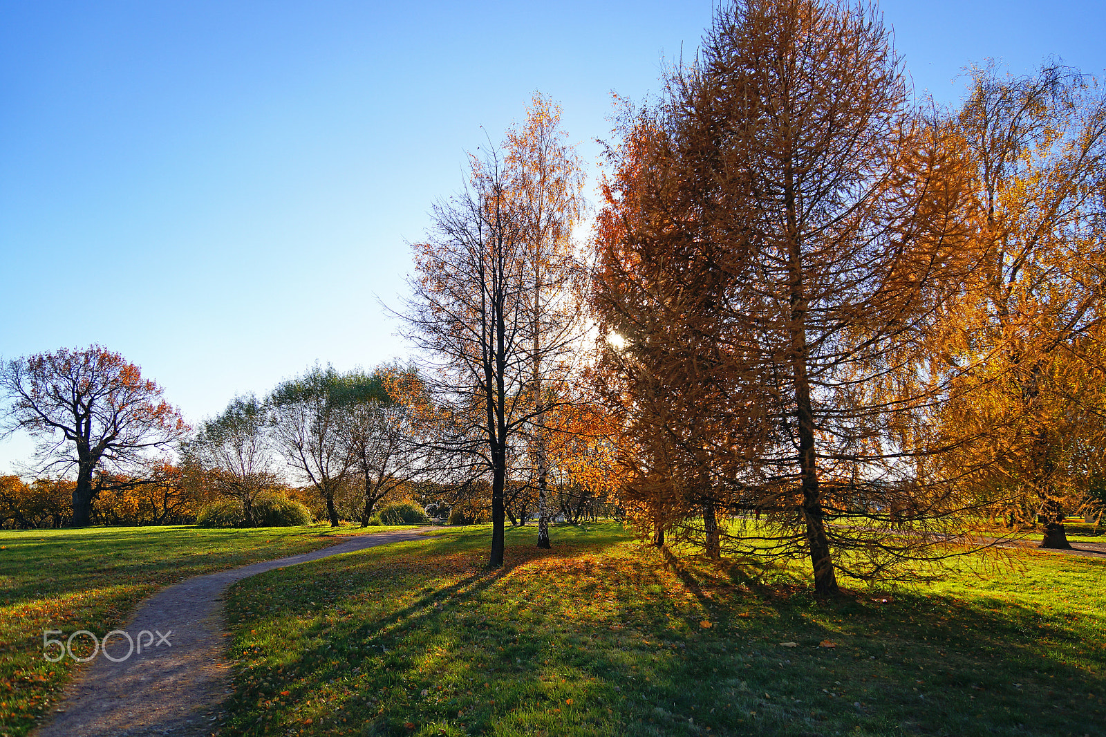 Sony SLT-A77 sample photo. Golden autumn photography