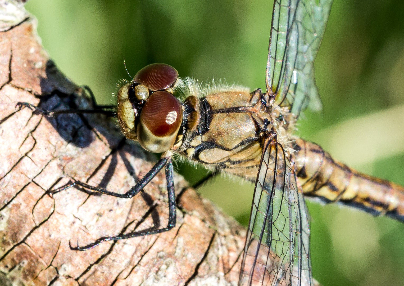 Canon EF 100mm F2.8L Macro IS USM sample photo. A look in to the eyes photography