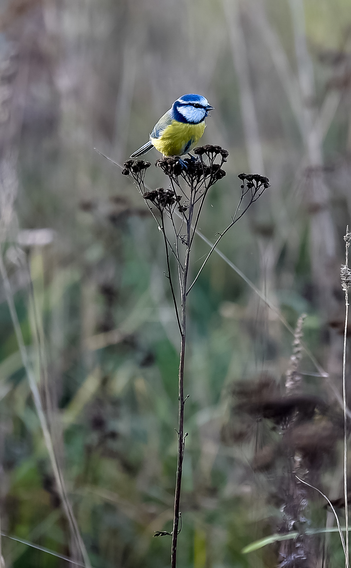 Tamron SP 70-200mm F2.8 Di VC USD sample photo. Autumn in lithuania photography