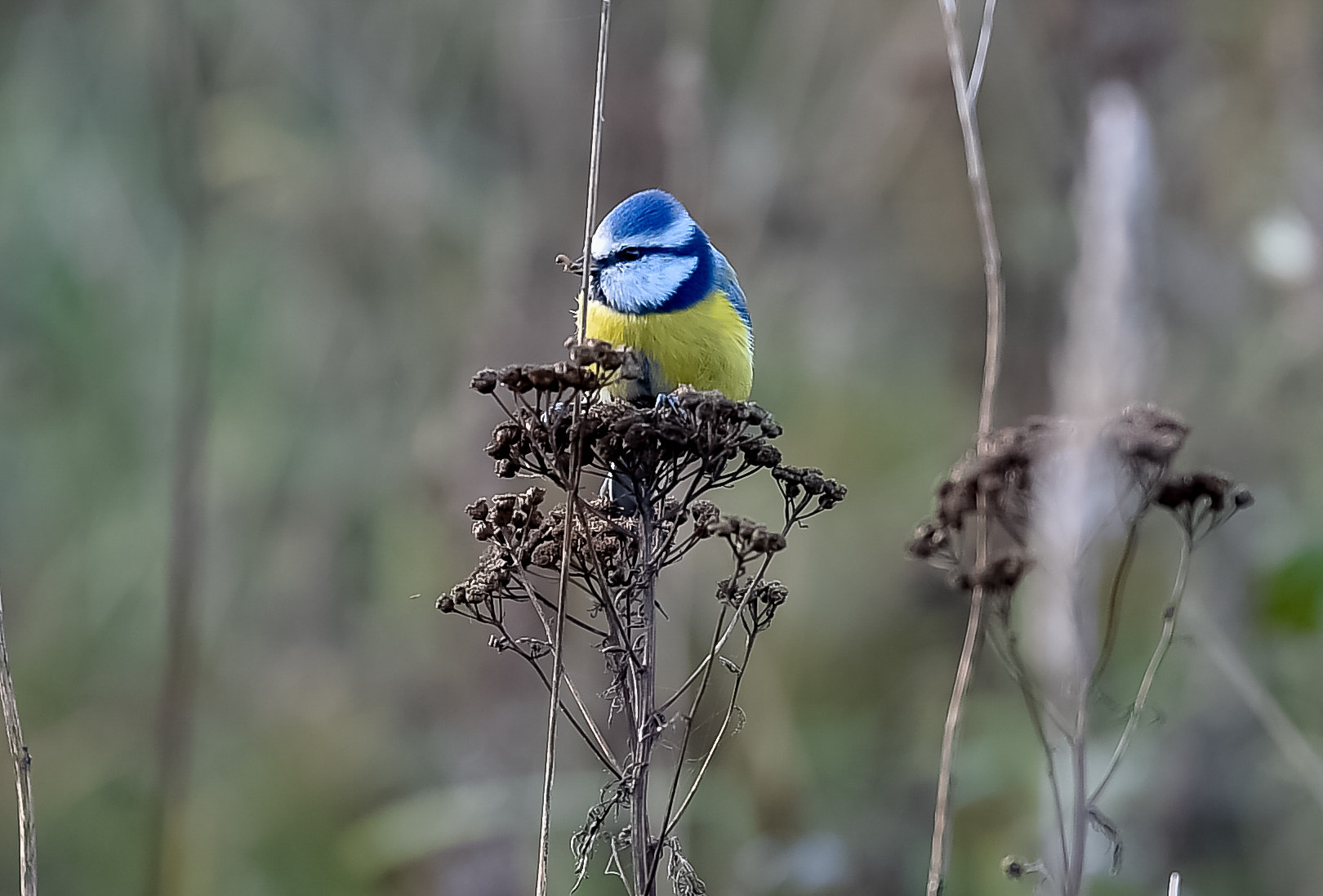 Tamron SP 70-200mm F2.8 Di VC USD sample photo. Autumn in lithuania photography