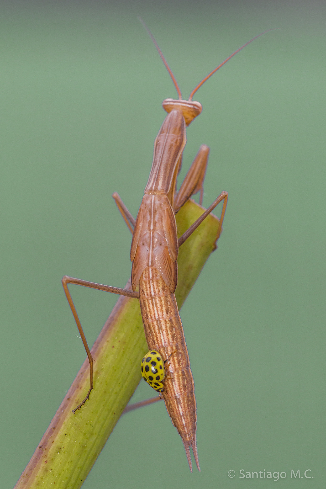 Sony SLT-A77 + Sony 100mm F2.8 Macro sample photo. Psyllobora vigintiduopunctata photography