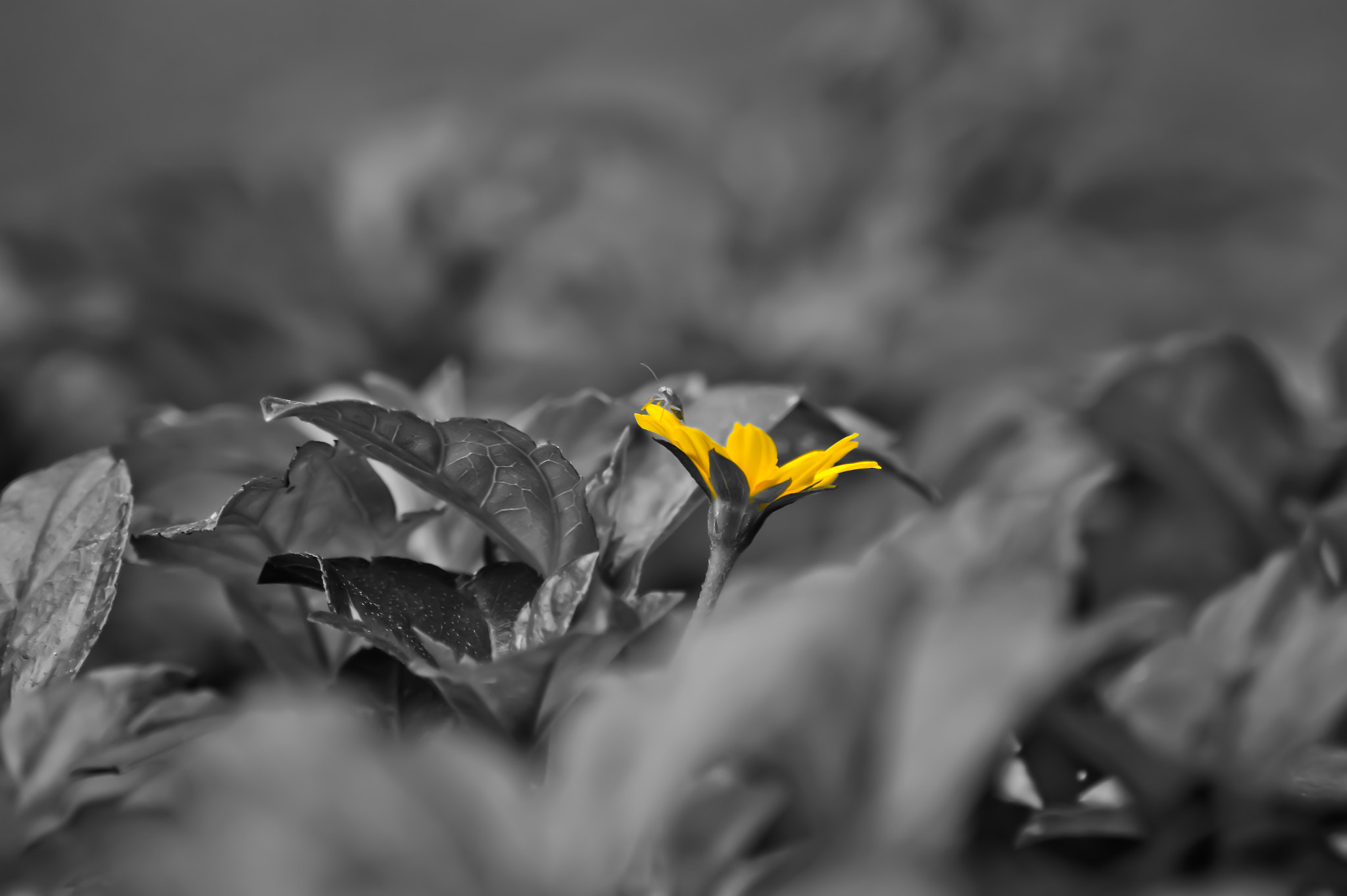 Sony SLT-A58 + Sony DT 55-200mm F4-5.6 SAM sample photo. Yellow flower photography