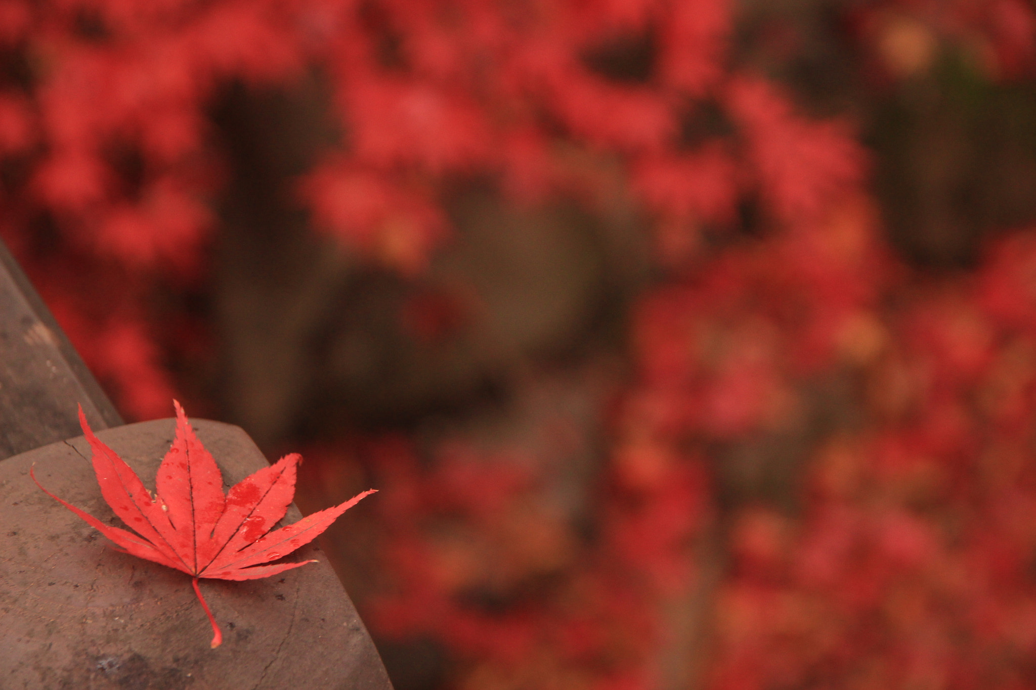 Canon EOS 650D (EOS Rebel T4i / EOS Kiss X6i) sample photo. Maple leaf photography