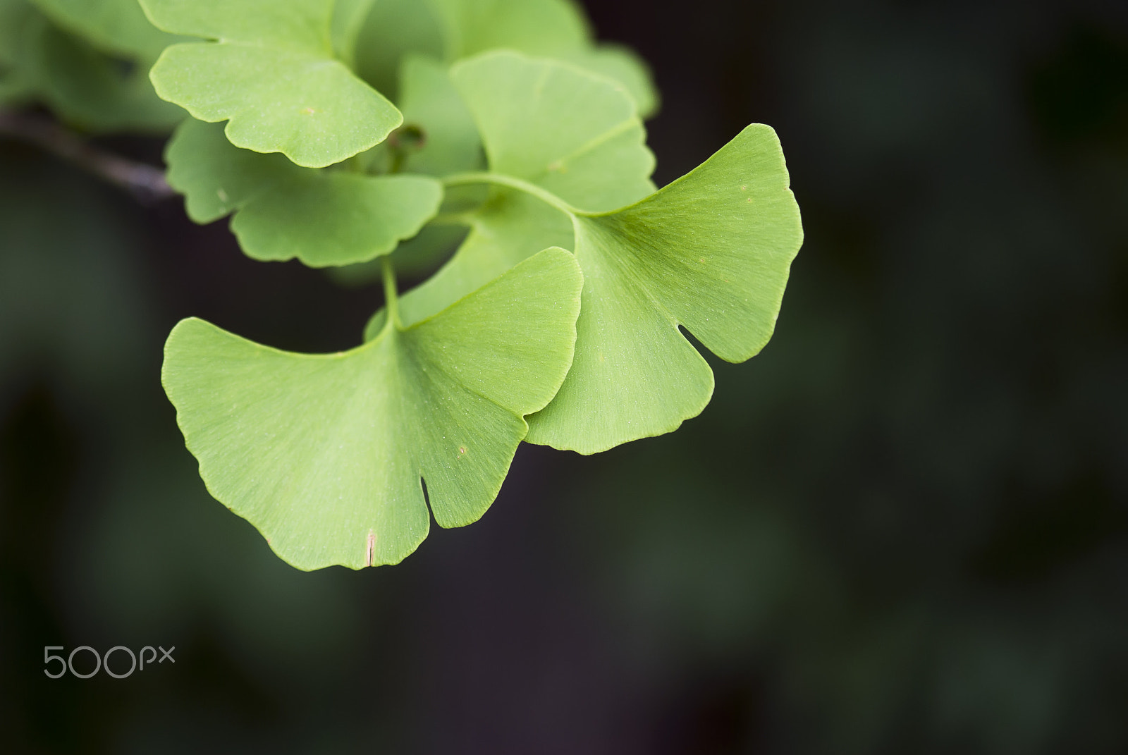 Nikon AF-S Micro-Nikkor 105mm F2.8G IF-ED VR sample photo. Ginkgo leaves photography