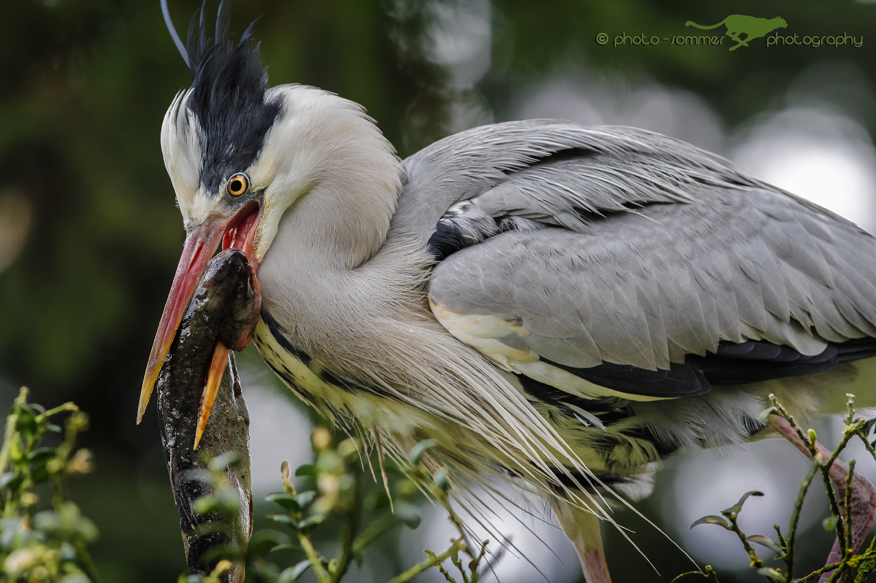 Canon EOS 60D + Canon EF 300mm F2.8L IS USM sample photo. Grey heron photography