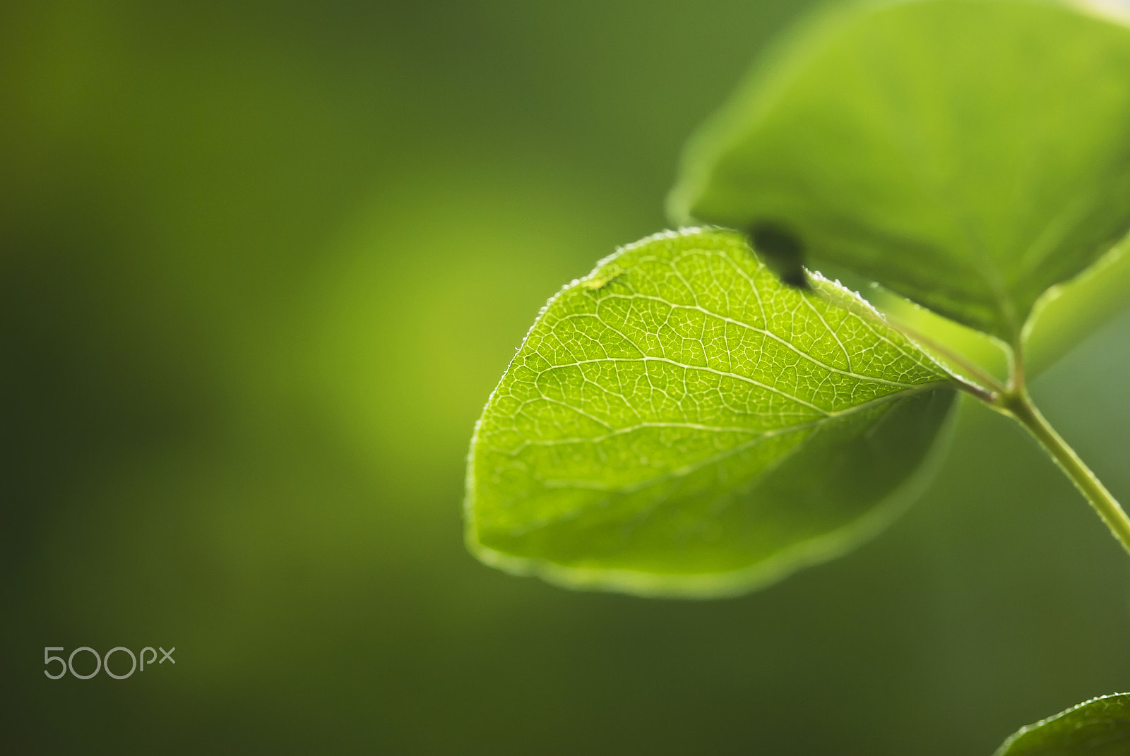 Nikon AF-S Micro-Nikkor 105mm F2.8G IF-ED VR sample photo. Glowing green leaf photography