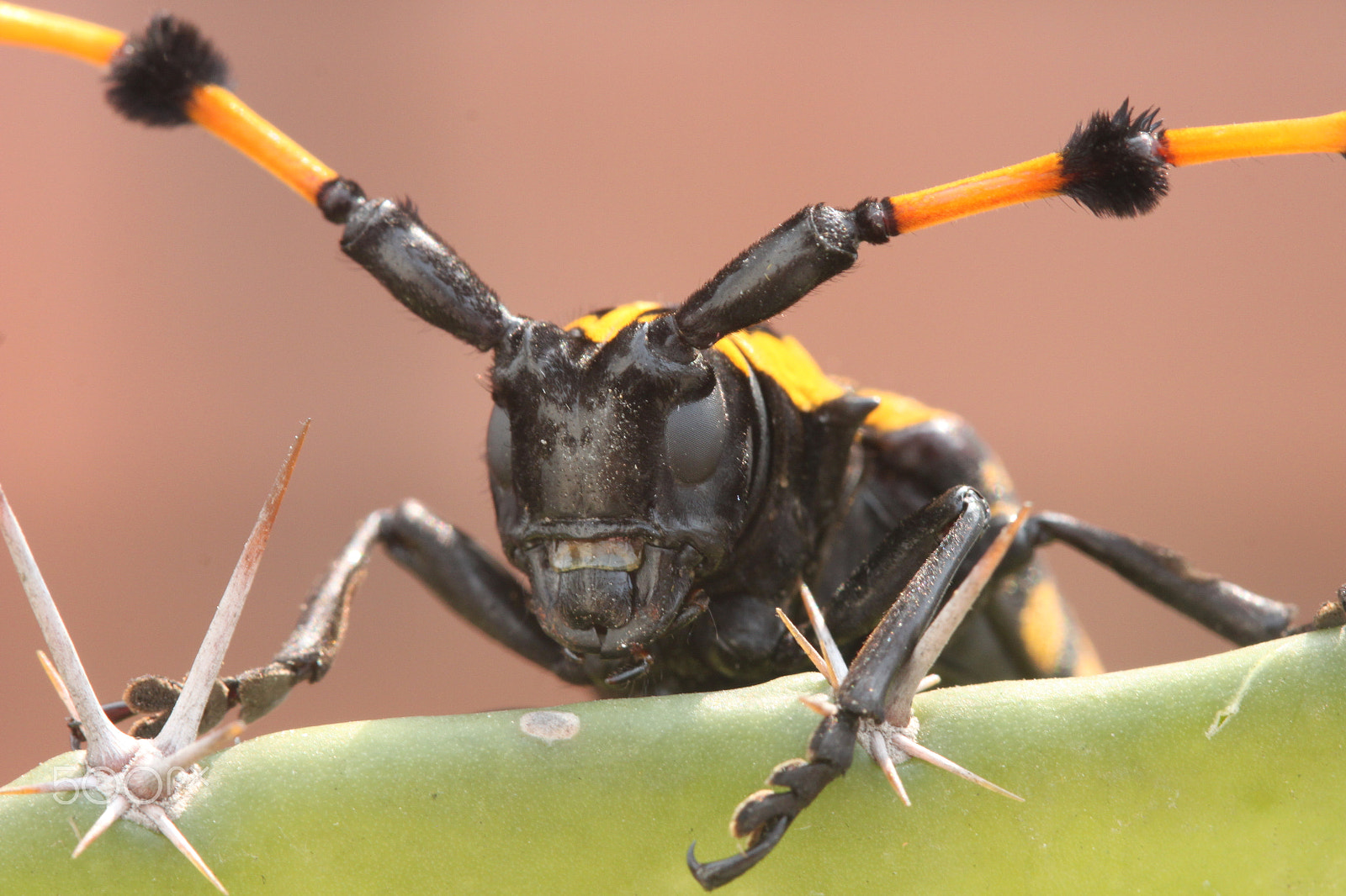 Canon EF 100mm F2.8 Macro USM sample photo. Cerambycidae (long-horned beetles) photography