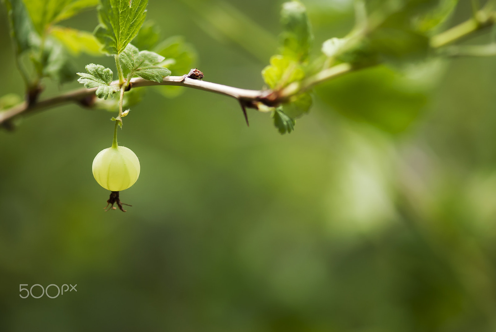 Nikon AF-S Micro-Nikkor 105mm F2.8G IF-ED VR sample photo. Gooseberry photography