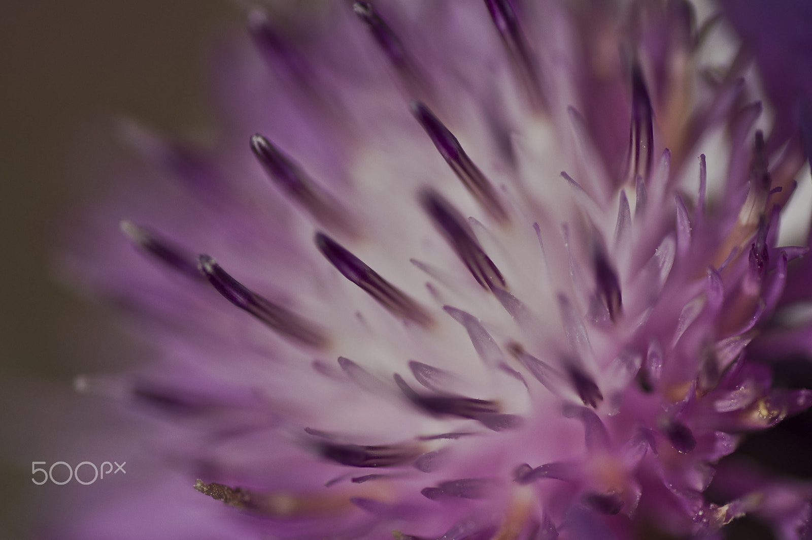 Sony SLT-A55 (SLT-A55V) + Tamron SP AF 90mm F2.8 Di Macro sample photo. Flower photography