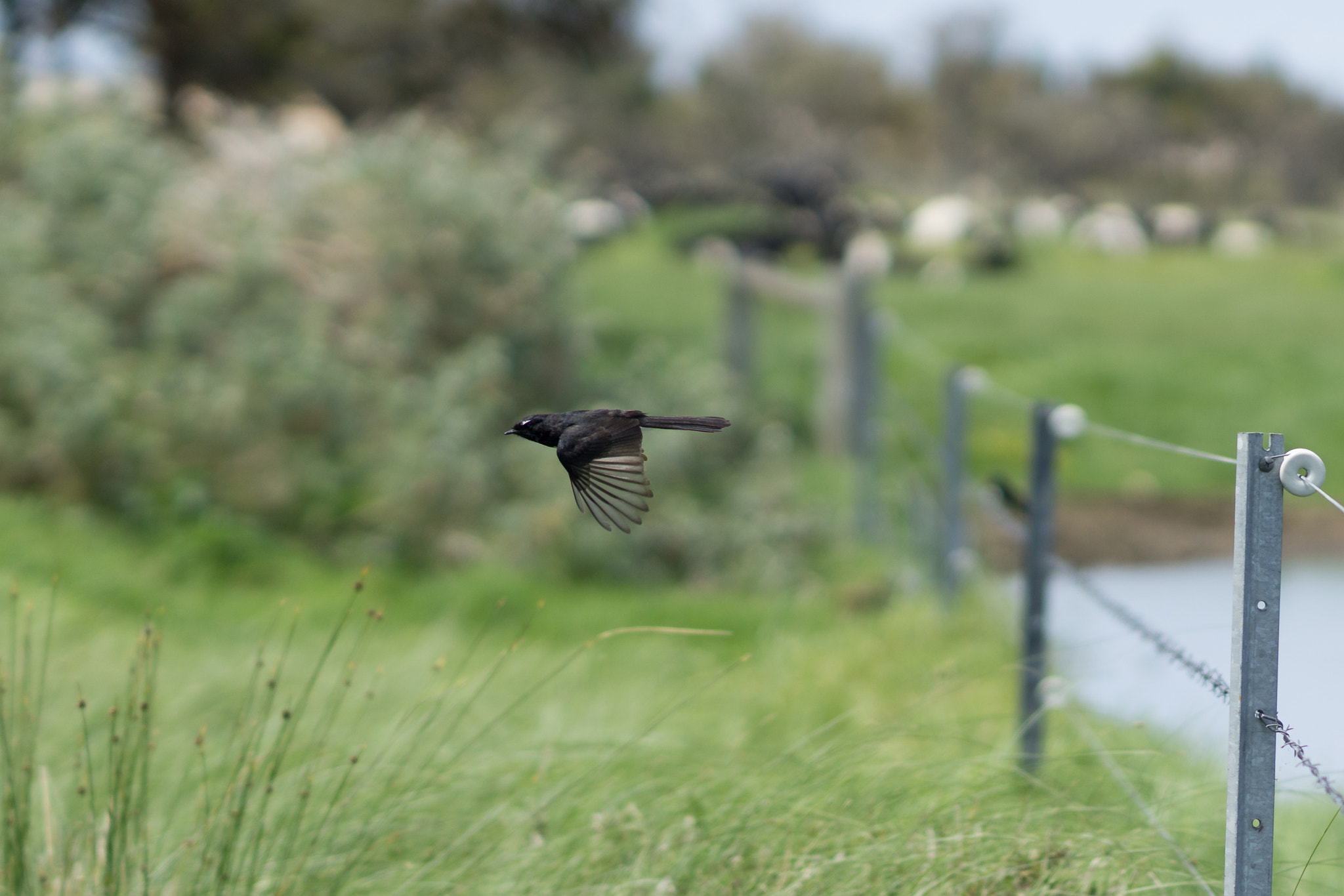 Sony FE 85mm F1.4 GM sample photo. Willie wagtail photography