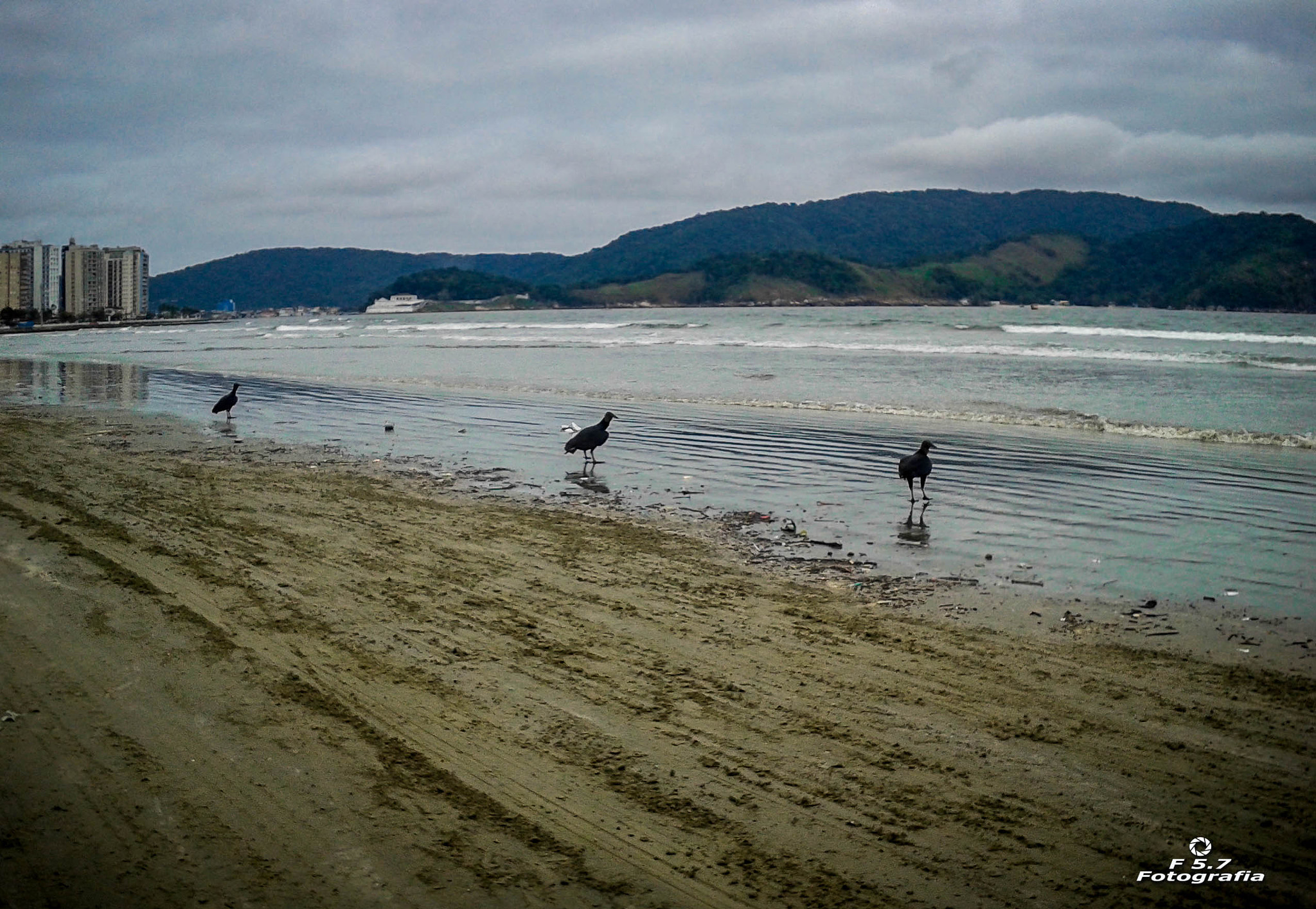 Samsung Galaxy Win sample photo. Vultures on the beach photography