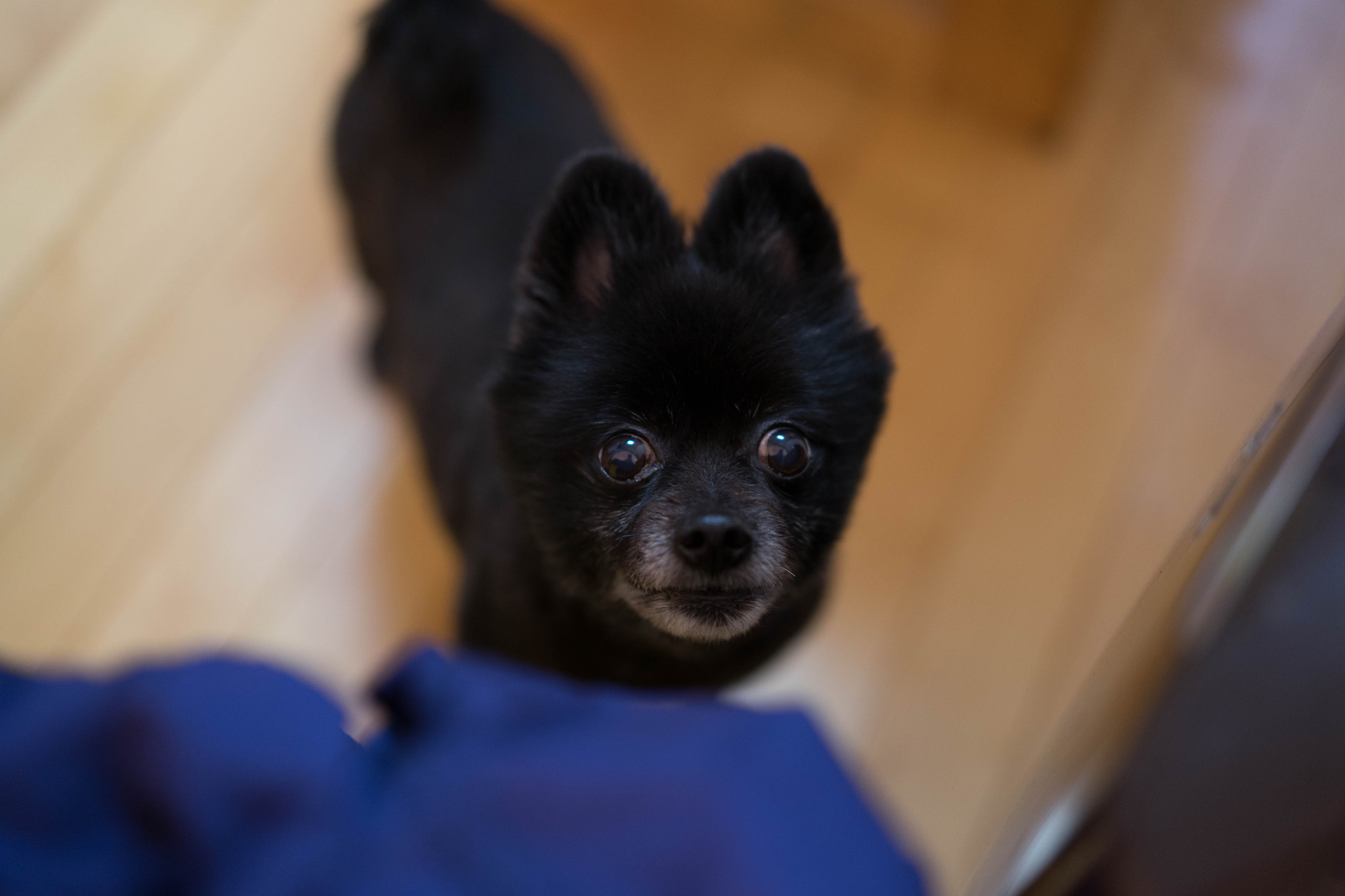 Sony Planar T* FE 50mm F1.4 ZA sample photo. 黒ポメのテトです。 photography