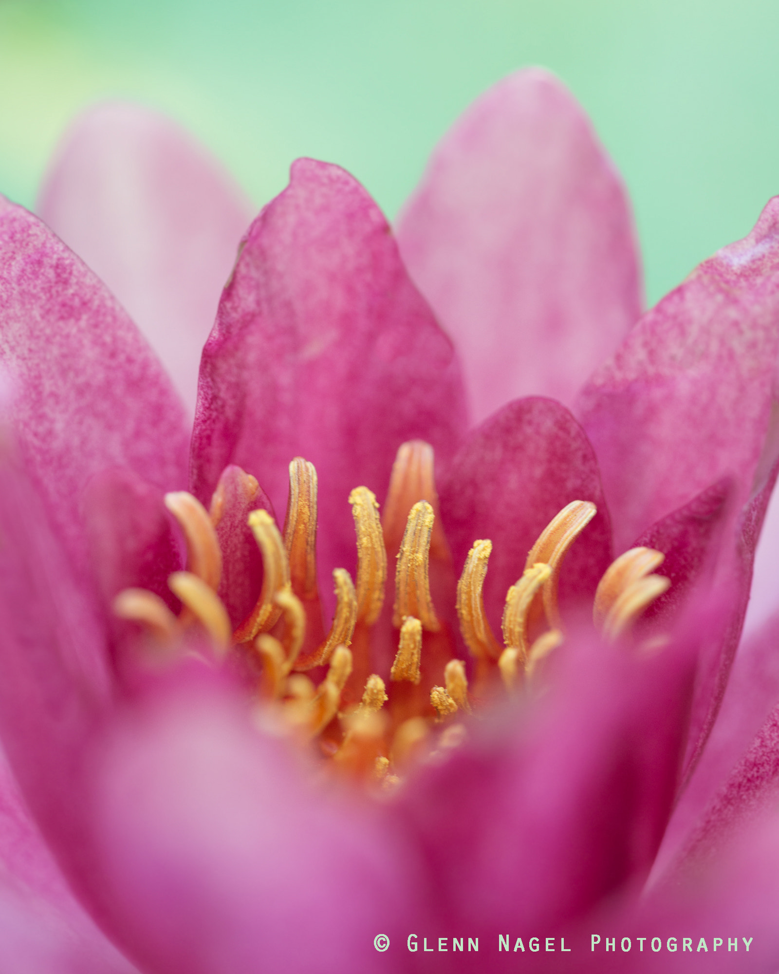 Nikon D800 + Nikon AF Micro-Nikkor 200mm F4D ED-IF sample photo. Water lily photography