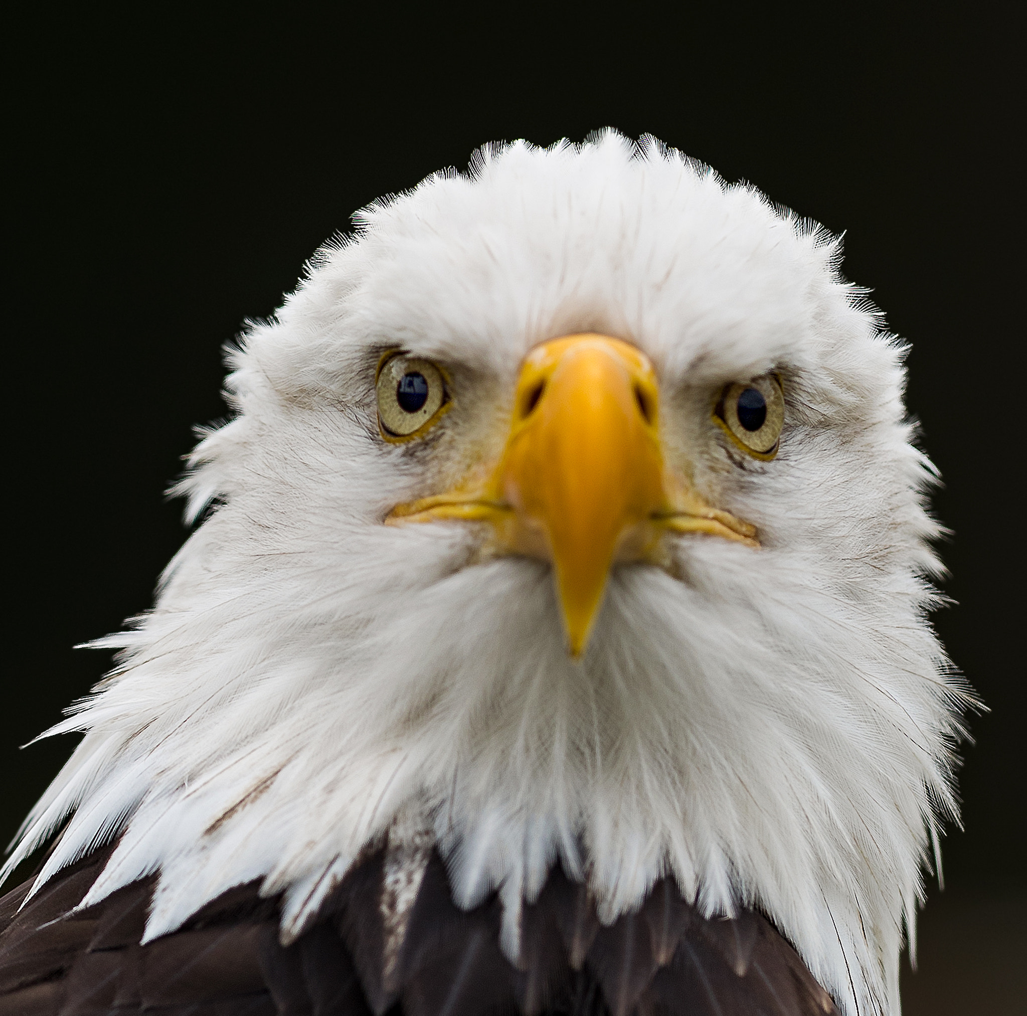 Canon EF 400mm F2.8L IS II USM sample photo. Sea eagle... photography