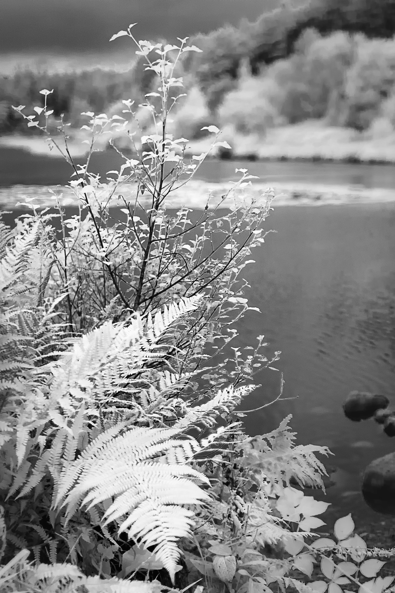 Nikon D80 + Sigma 30mm F1.4 EX DC HSM sample photo. Loch stroan photography