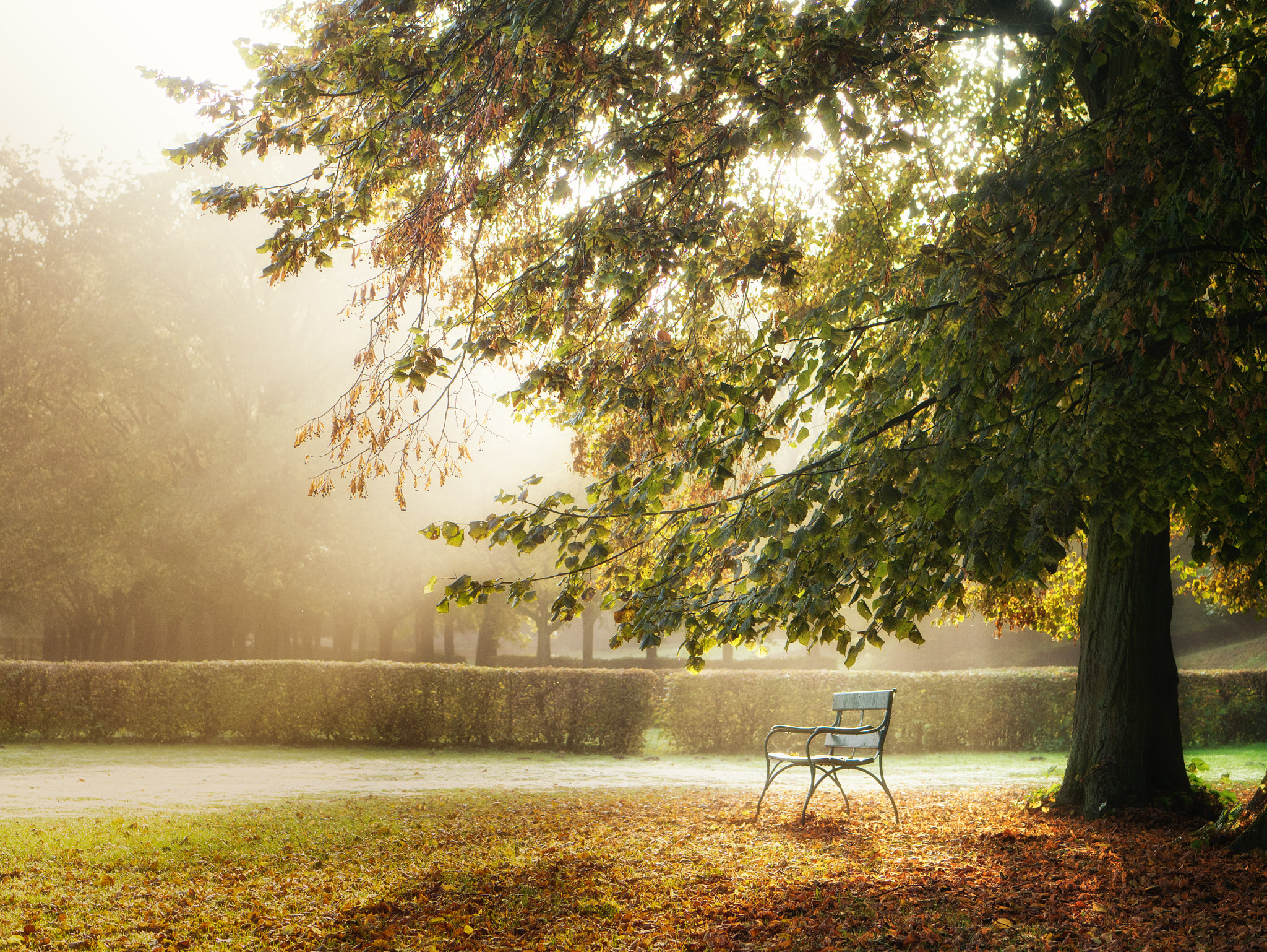 Panasonic Lumix G 42.5mm F1.7 ASPH Power OIS sample photo. The bench photography