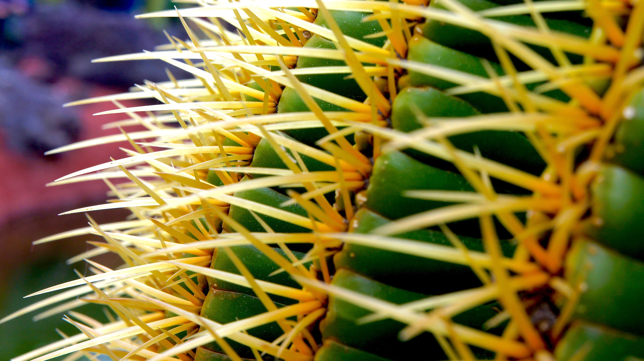 Sony E 18-55mm F3.5-5.6 OSS sample photo. Cactus... photography