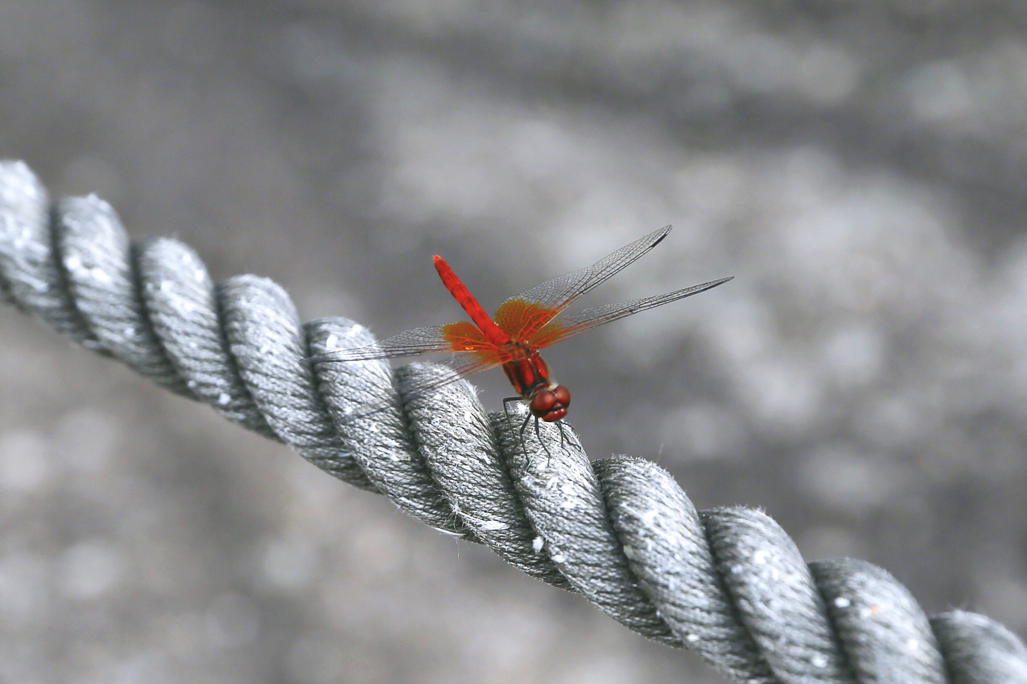 Canon EOS 6D sample photo. Red dragonfly photography