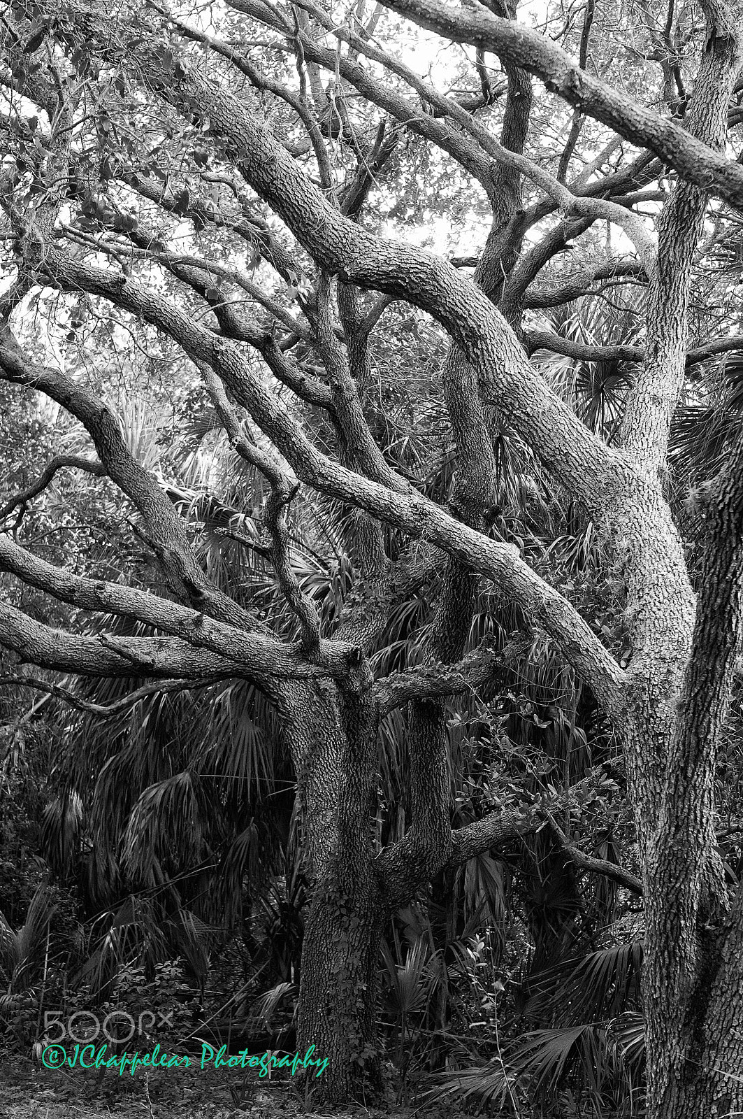 Sony Alpha NEX-5T + Sony E 55-210mm F4.5-6.3 OSS sample photo. Oak swamp in chrome photography