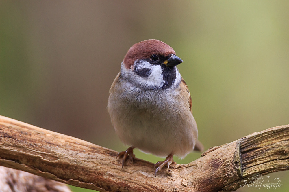 Tamron SP 150-600mm F5-6.3 Di VC USD sample photo. Feldsperling photography