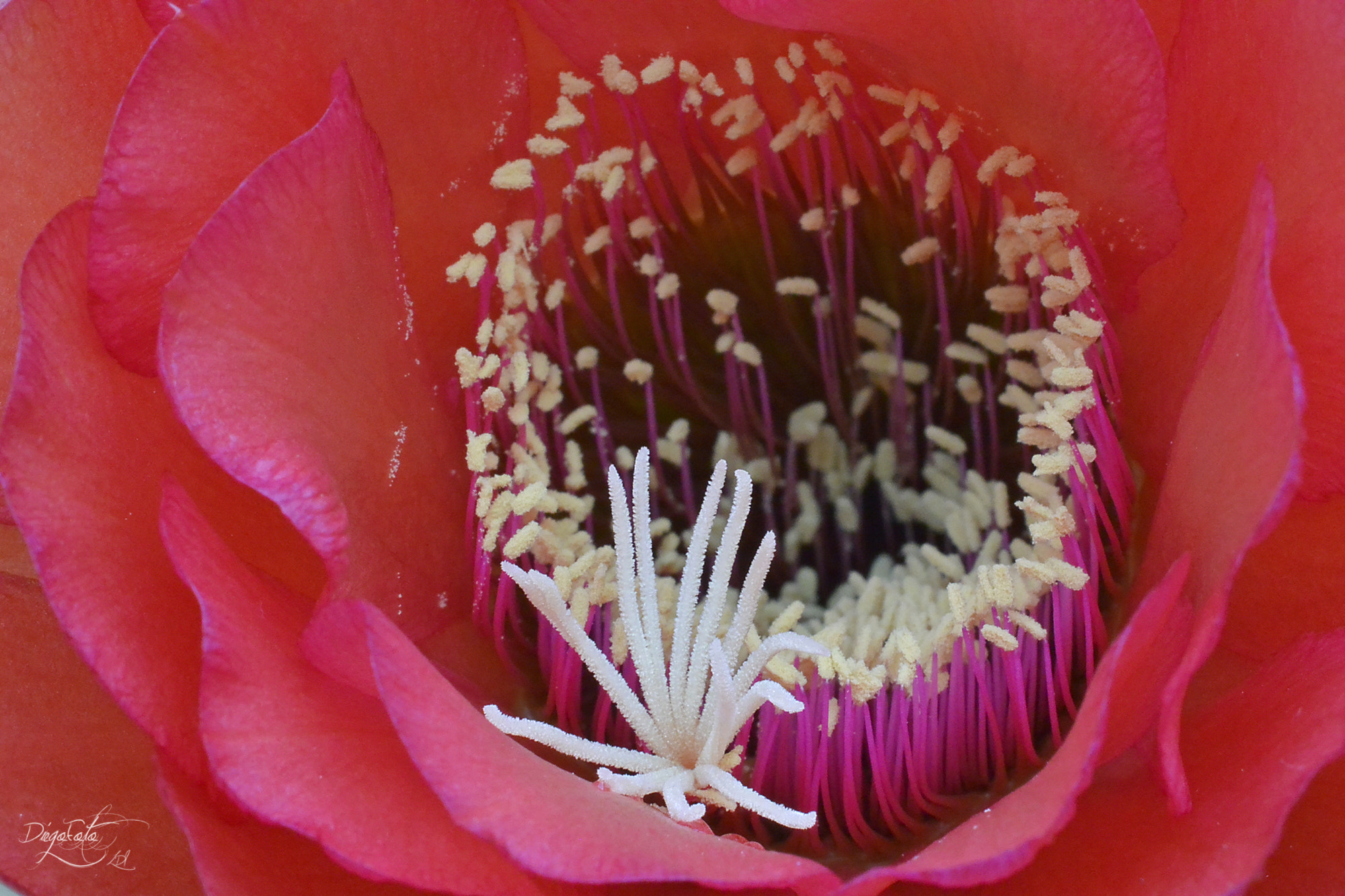 40mm f/2.8G sample photo. Flor de trichocereus grandiflorus photography