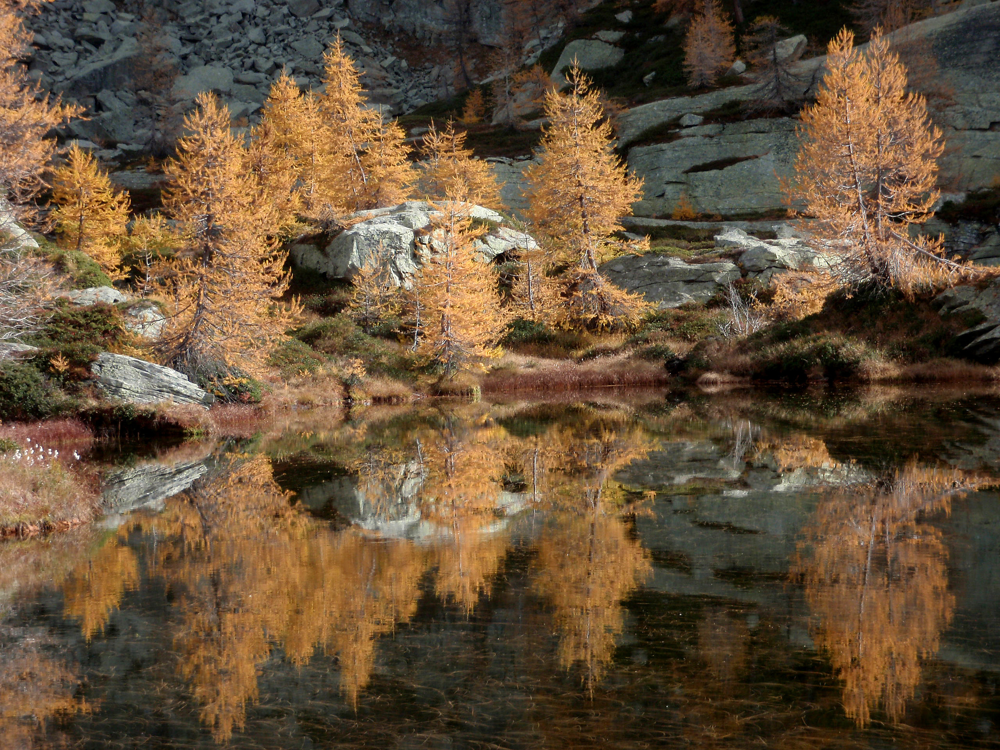 Olympus u9000,S9000 sample photo. Larix decidua reflections photography