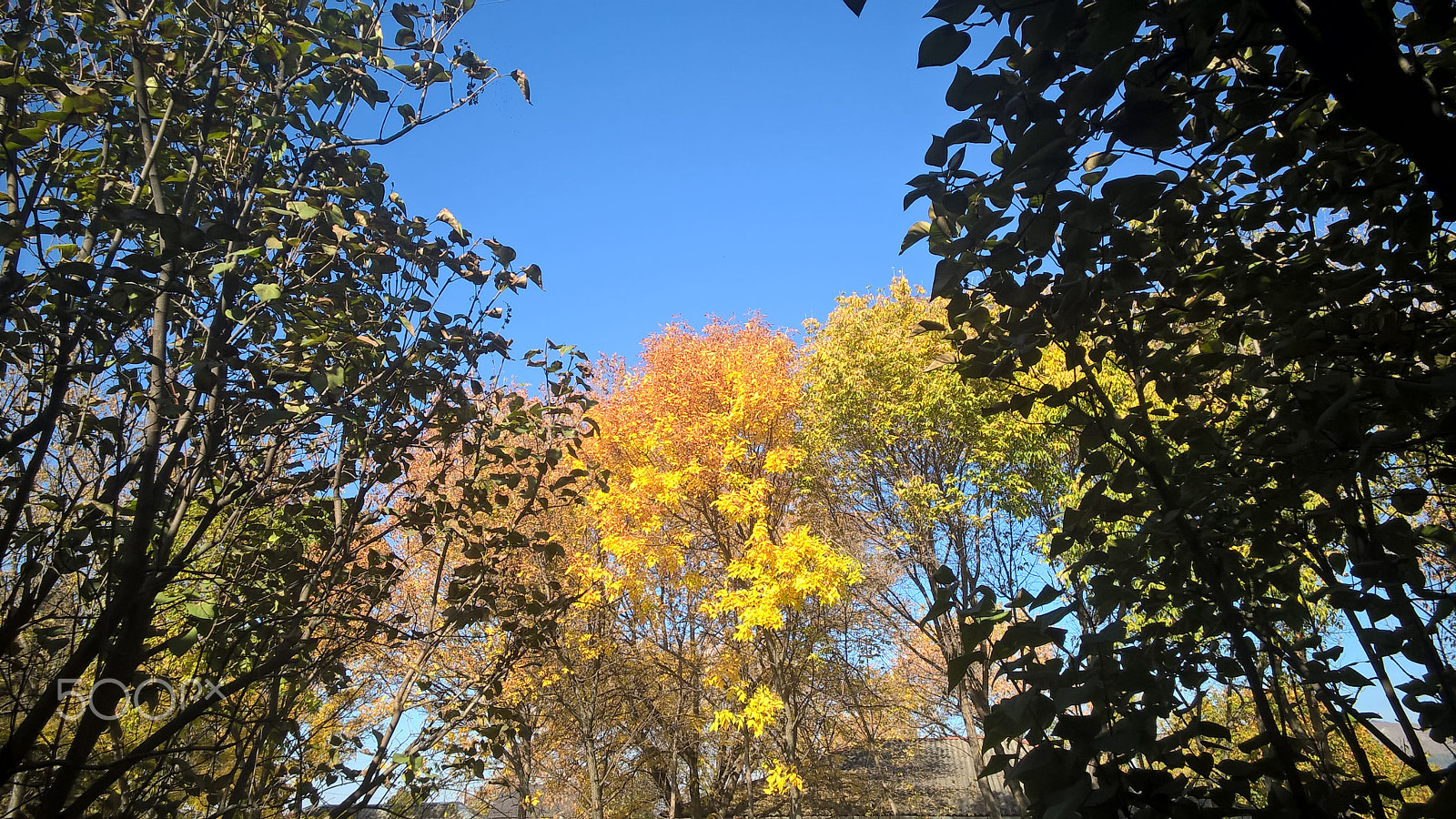 Nokia Lumia 830 sample photo. Autumn leaves photography