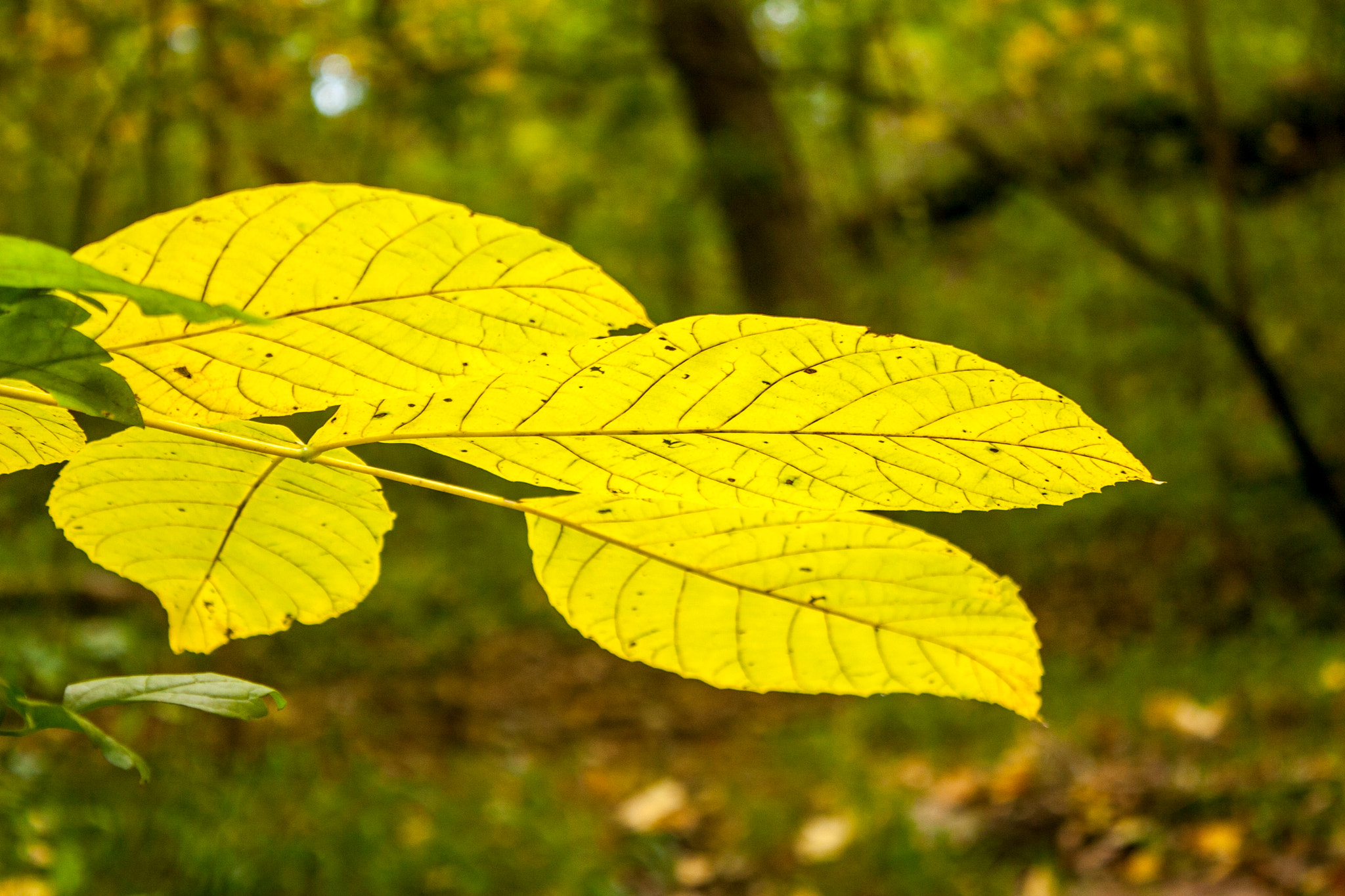 Canon EOS 30D sample photo. Img photography