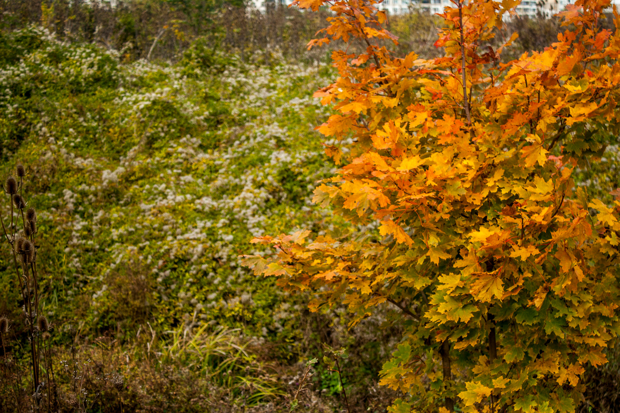 Canon EOS 30D sample photo. Img photography