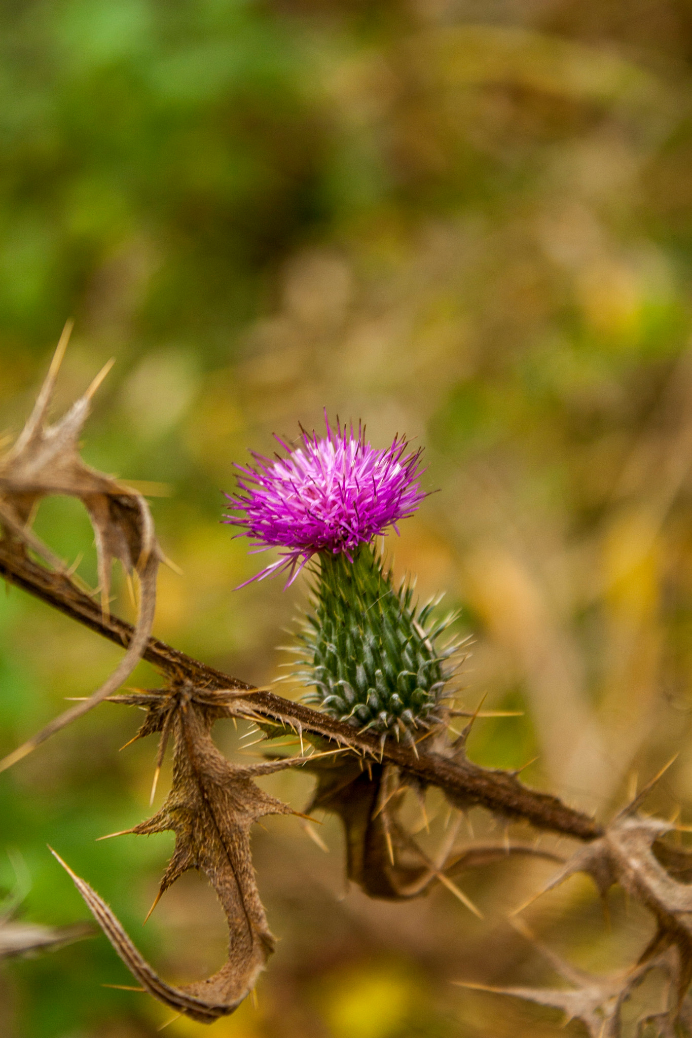 Canon EOS 30D sample photo. Img photography